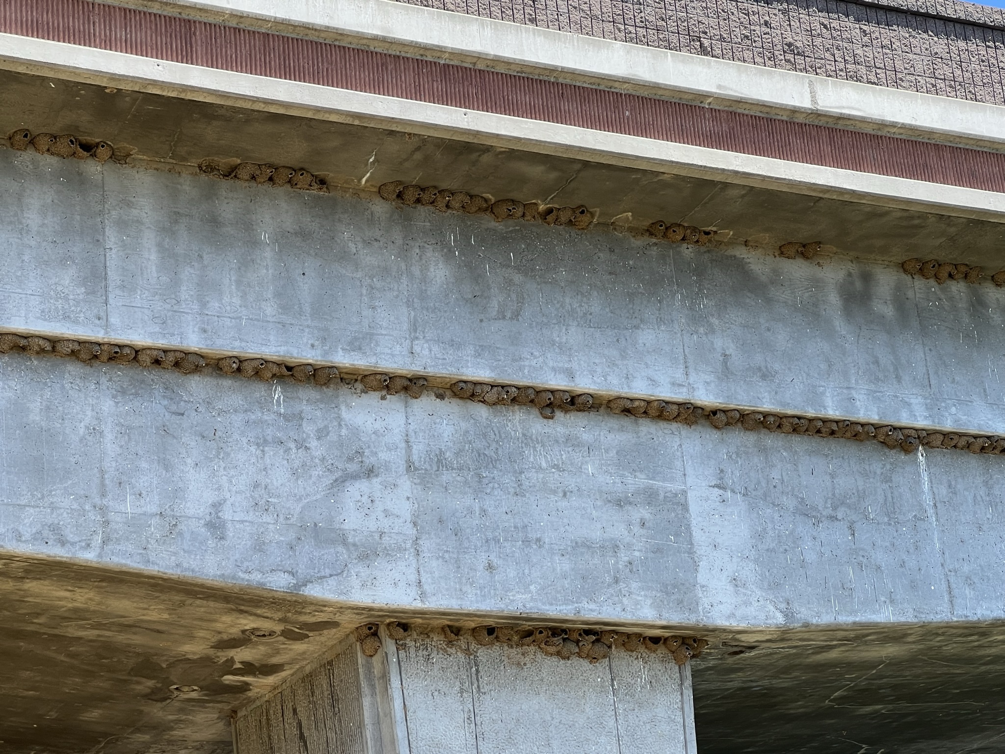 这座桥下也有很多燕子窝