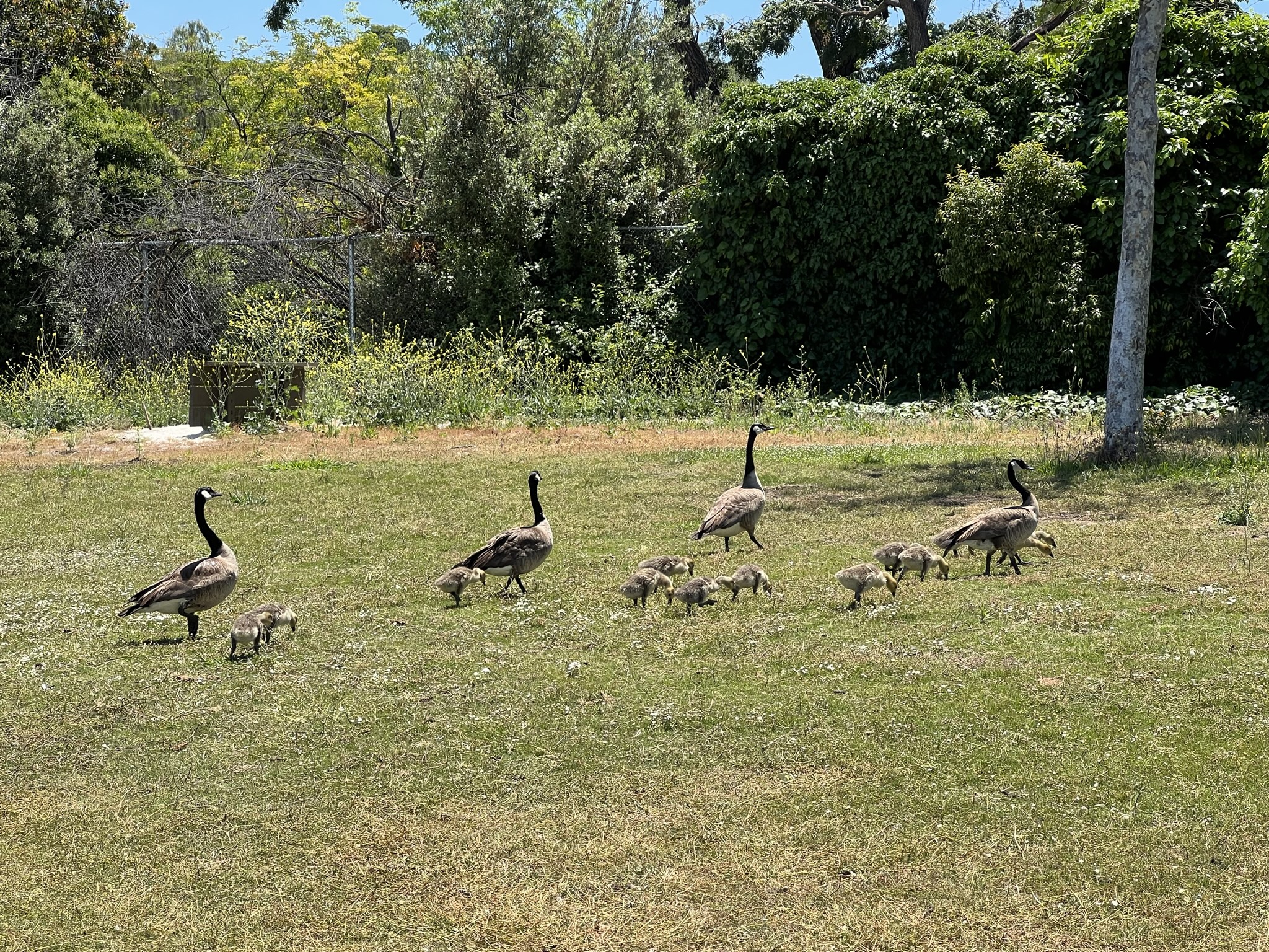 两个加拿大鹅家庭