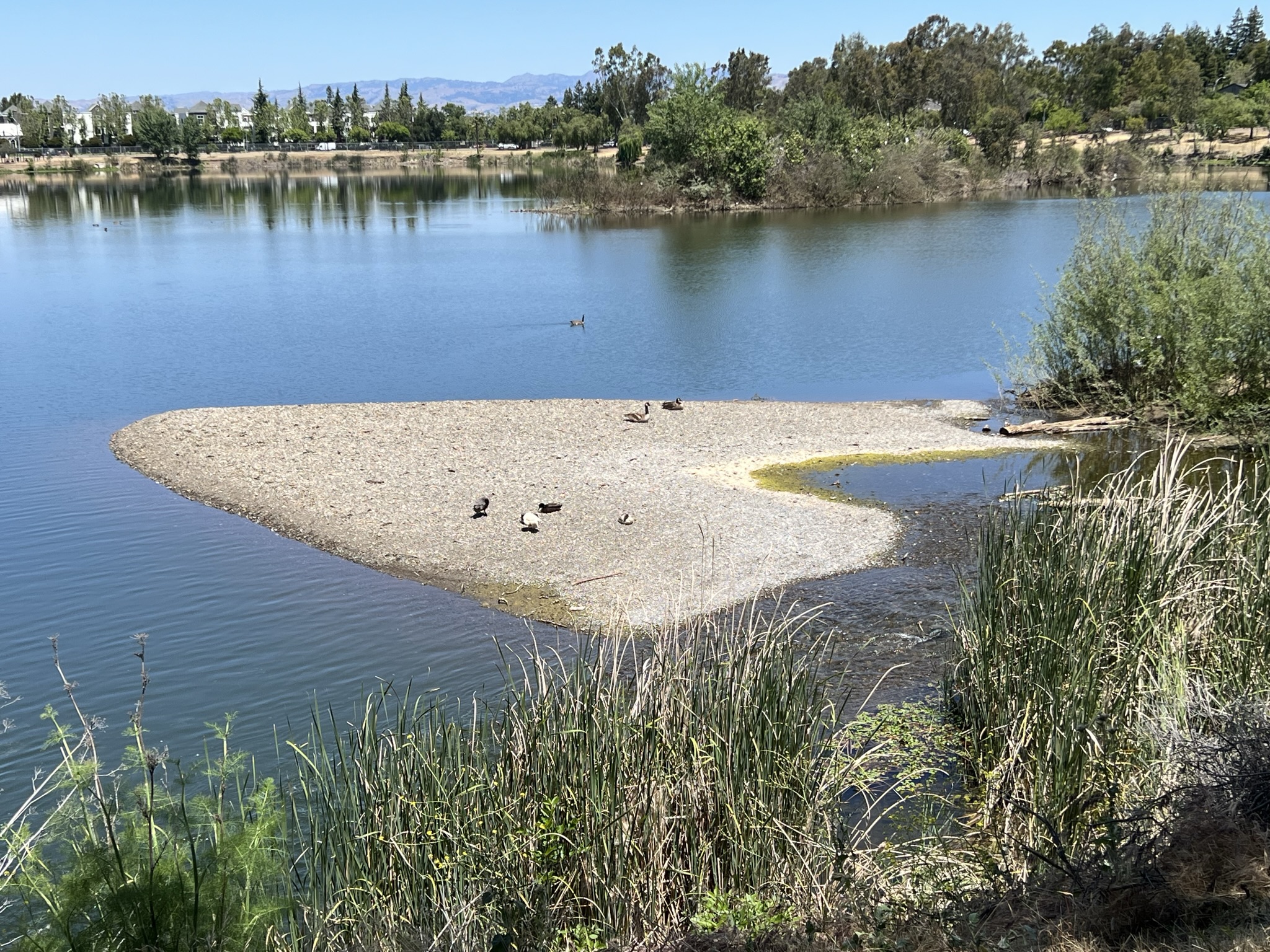 休息的鸭子和鹅