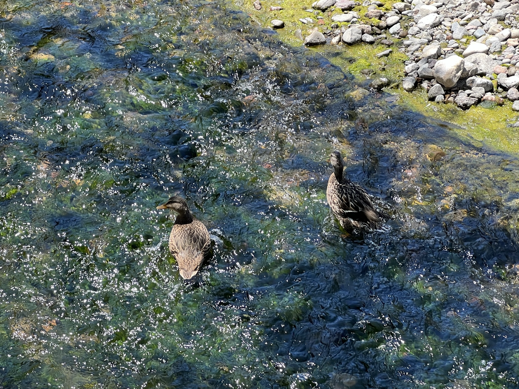 一对同性恋母野鸭