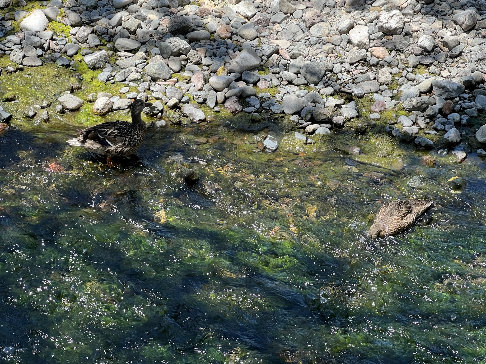 水草里翻东西吃