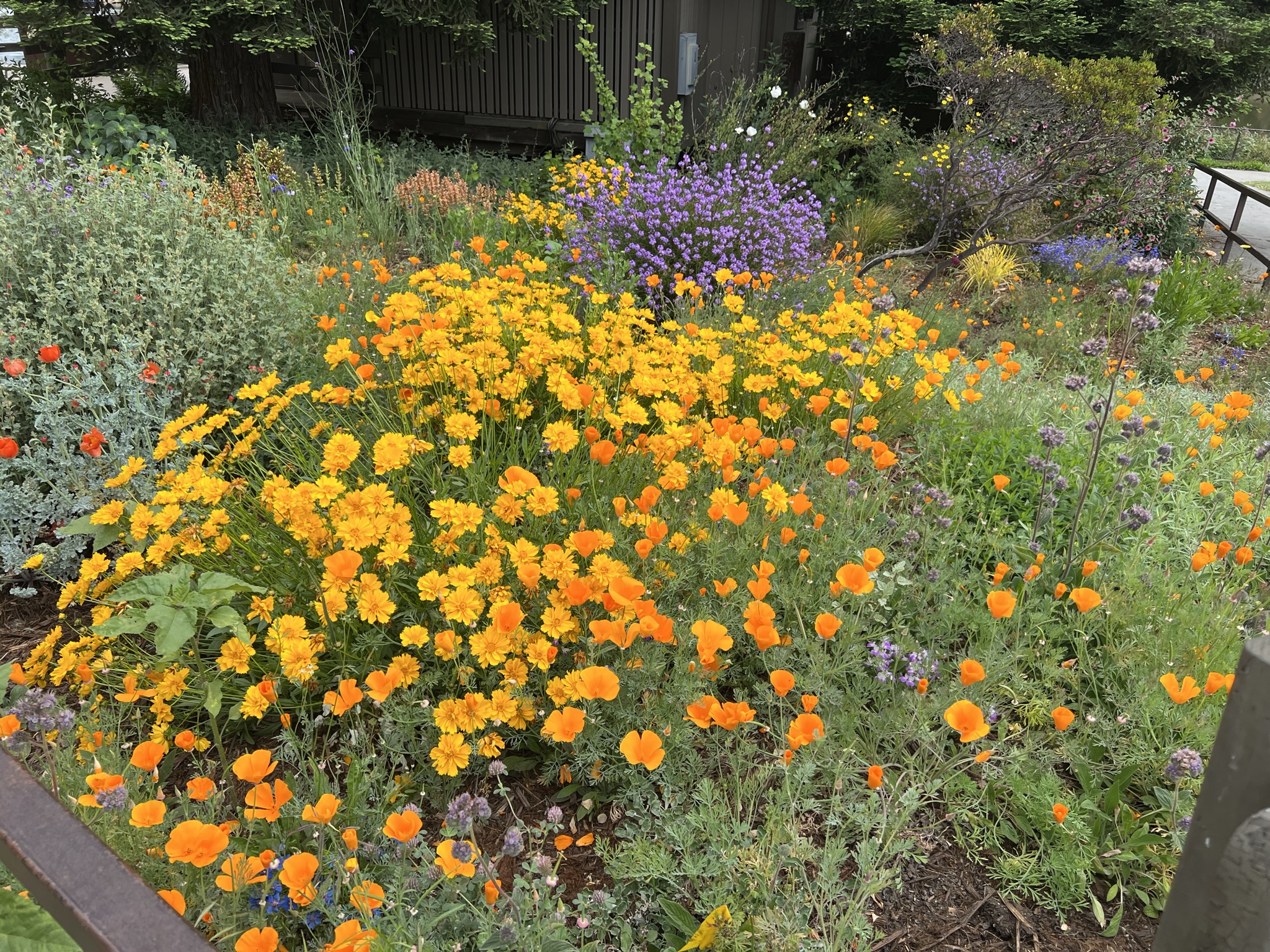 公园里的花倒是开的很茂盛
