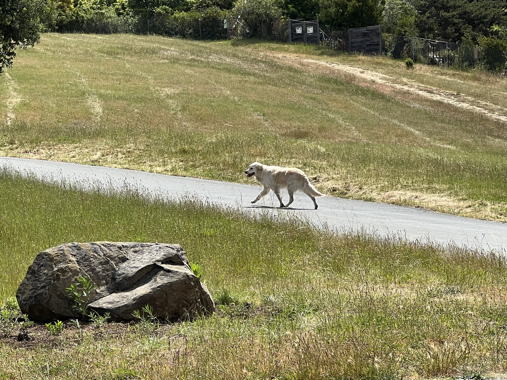 遛狗不拴绳，那就是狗遛狗