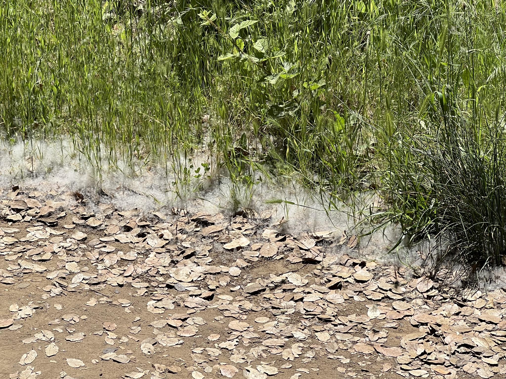 这个是柳絮吗？