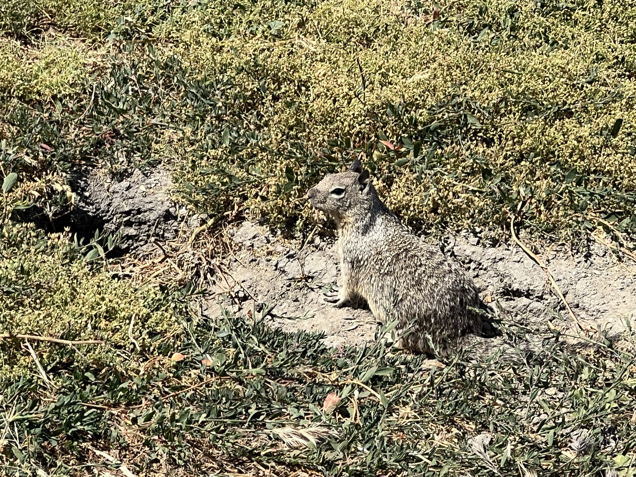这里的松鼠不怕人