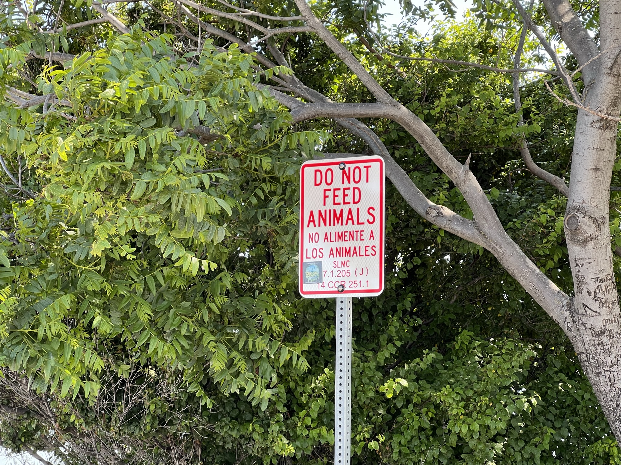 不要乱喂动物！这里的松鼠不怕人估计都是喂出来的