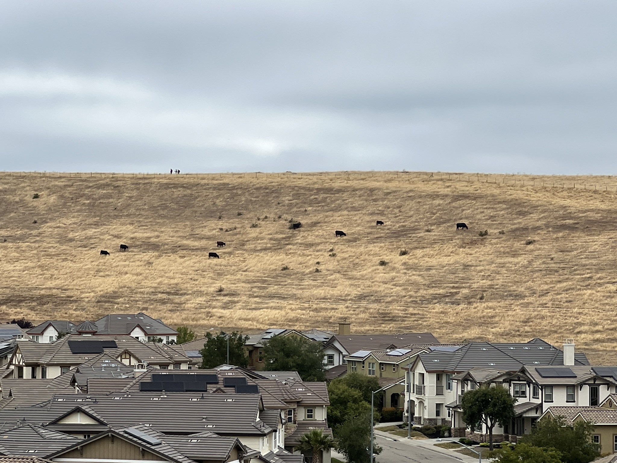 山坡上啃草的牛