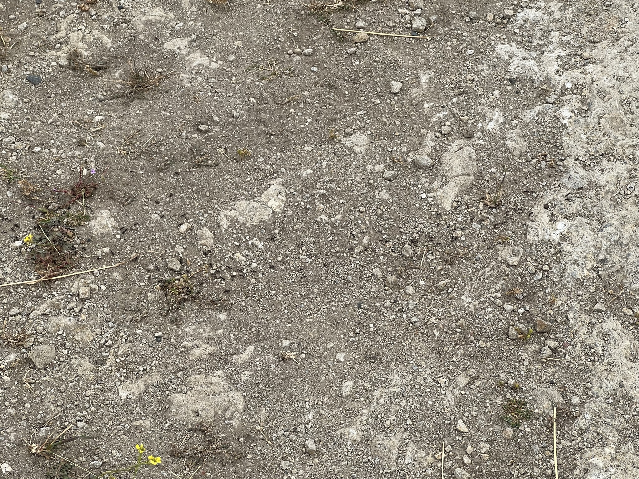 蚂蚁搬家还是送货？