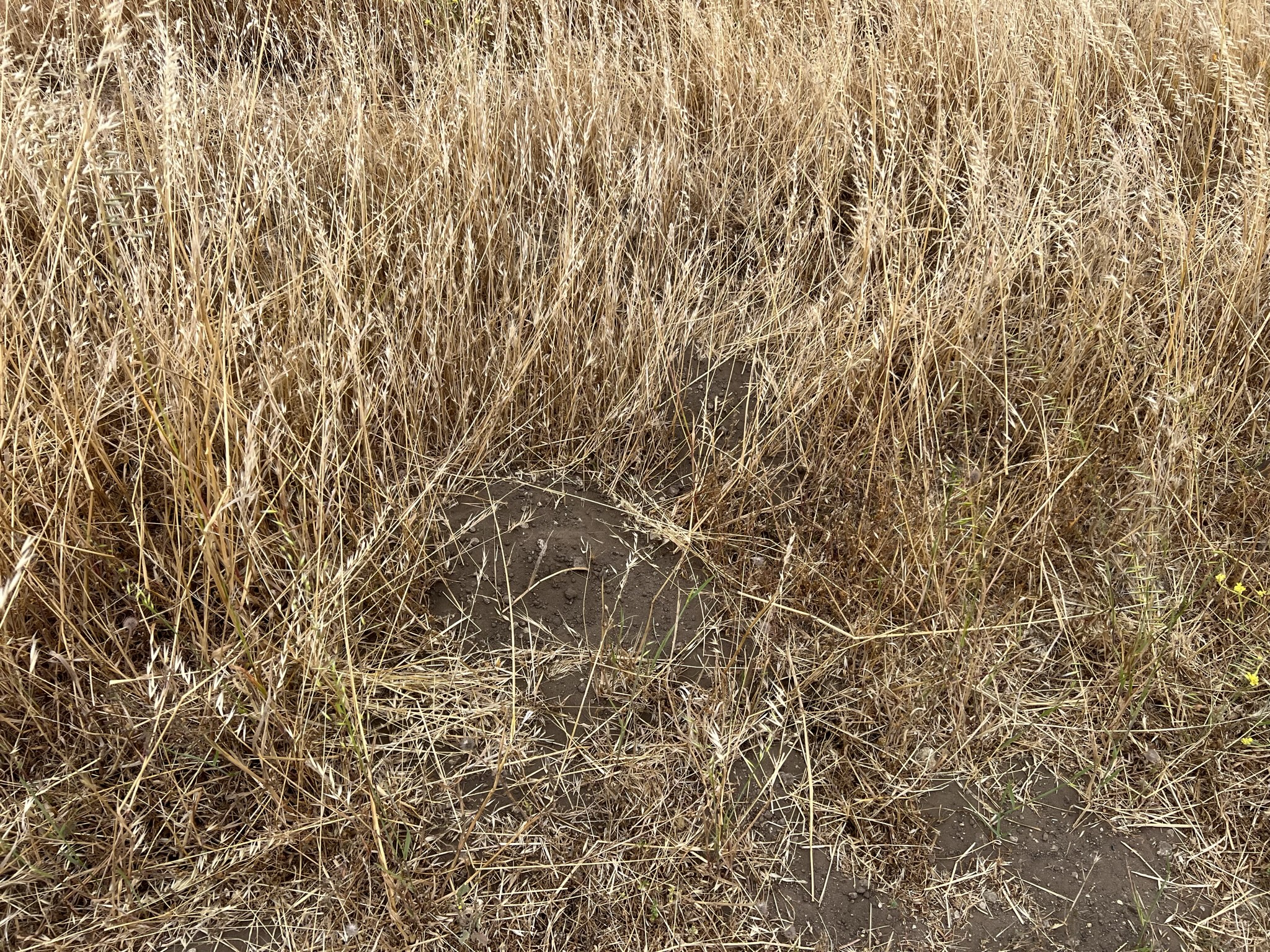 按照我多年看桥头小何灭红火蚁视频的经验，这两个是蚁窝