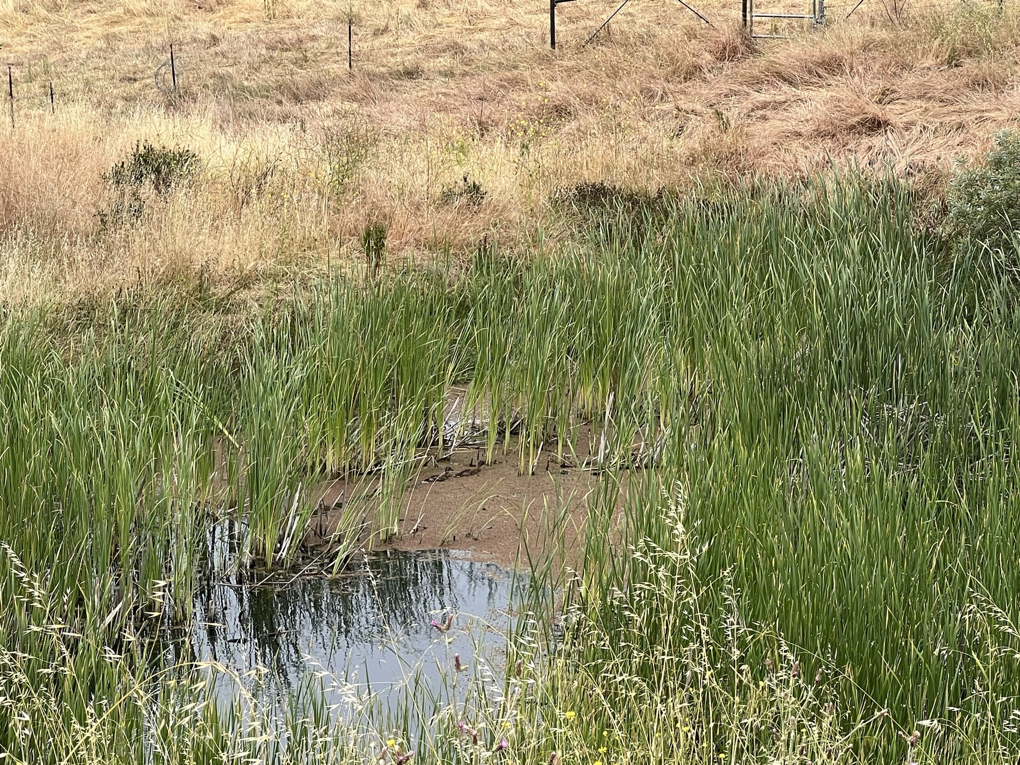 还有片水塘没有干涸，里面还有鸭子