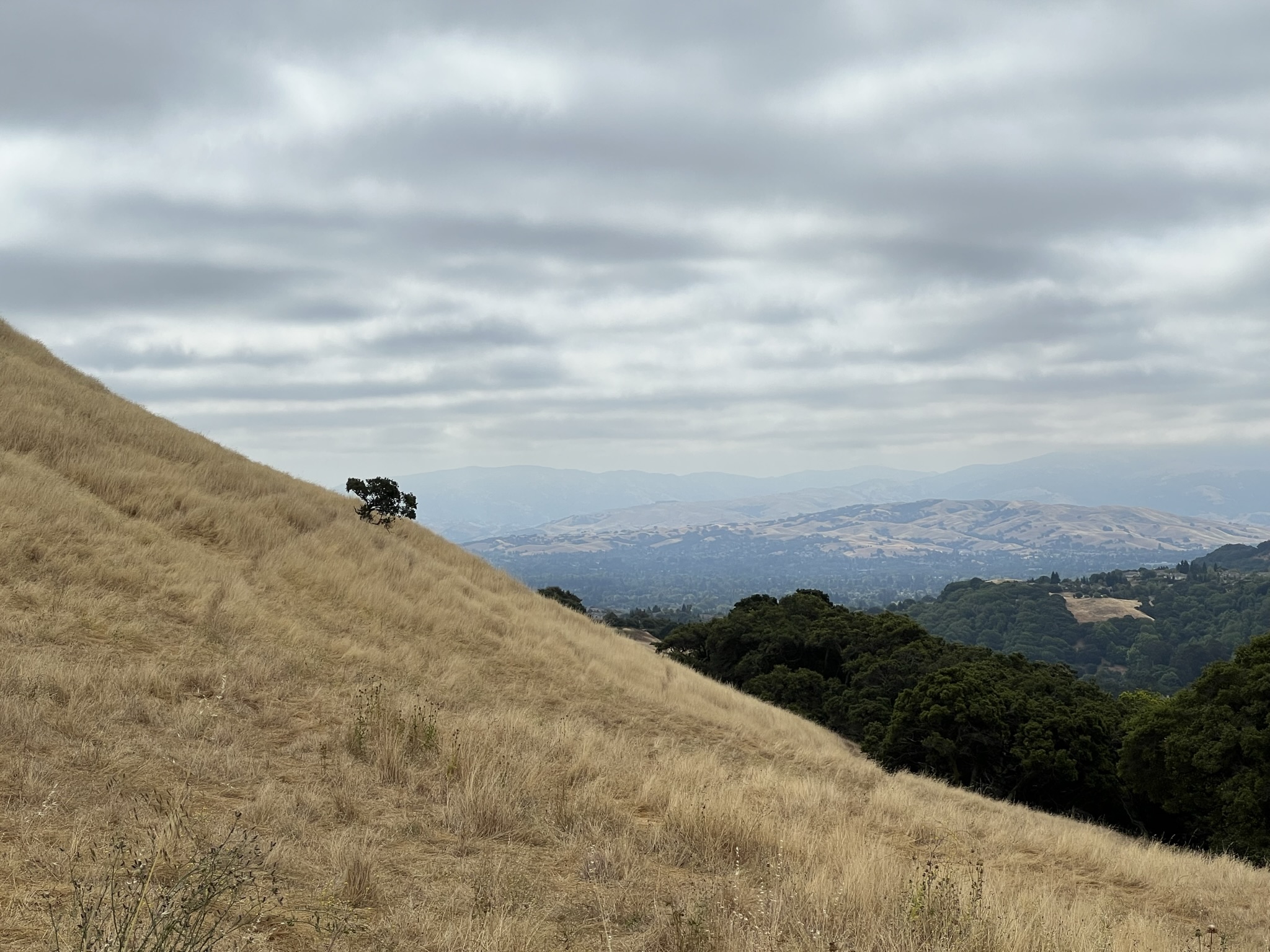 我就是这个山坡上的一棵特立独行的树