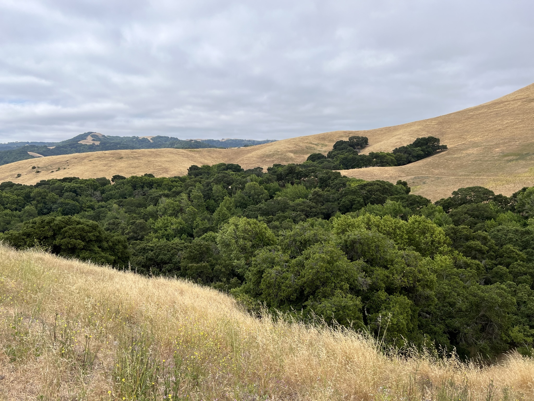 下面是一片小树林