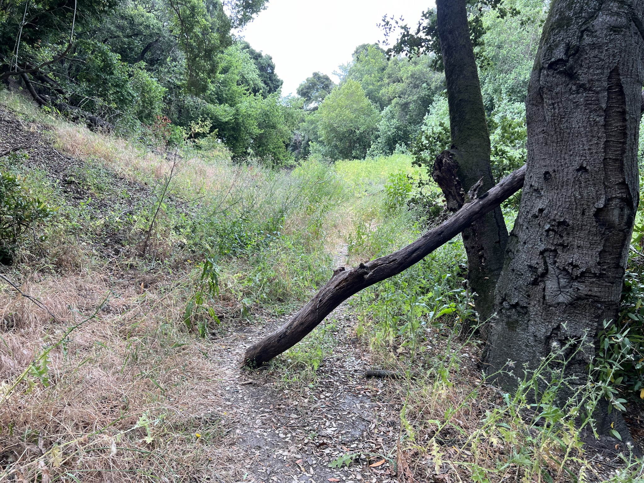这里的步道都没有好好修缮过