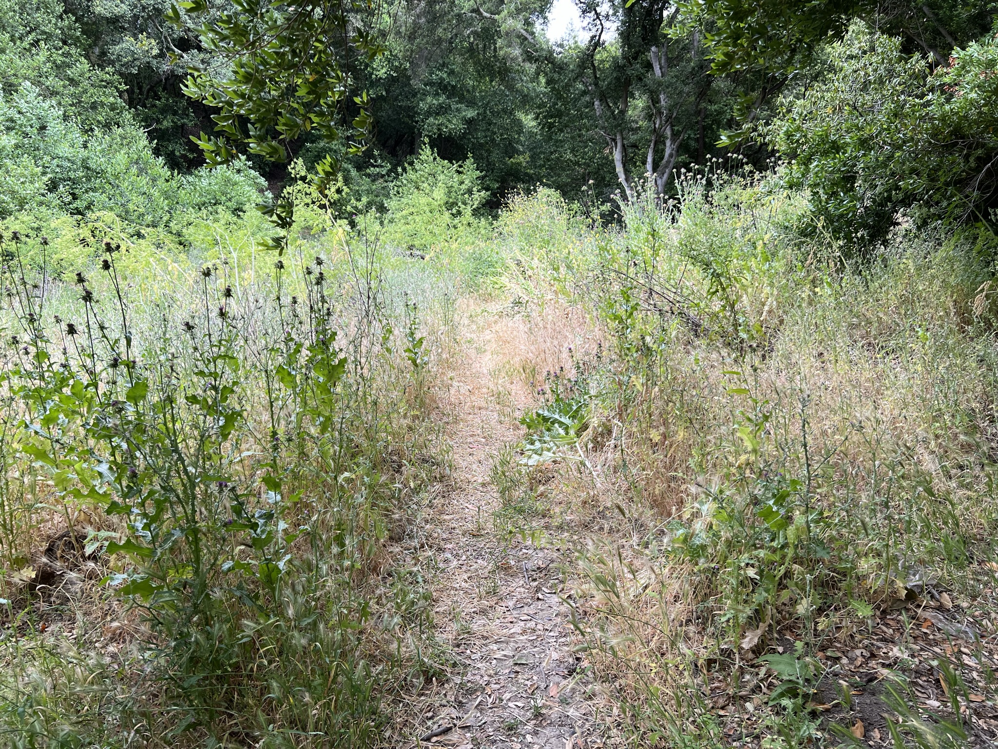 这里的步道都没有好好修缮过
