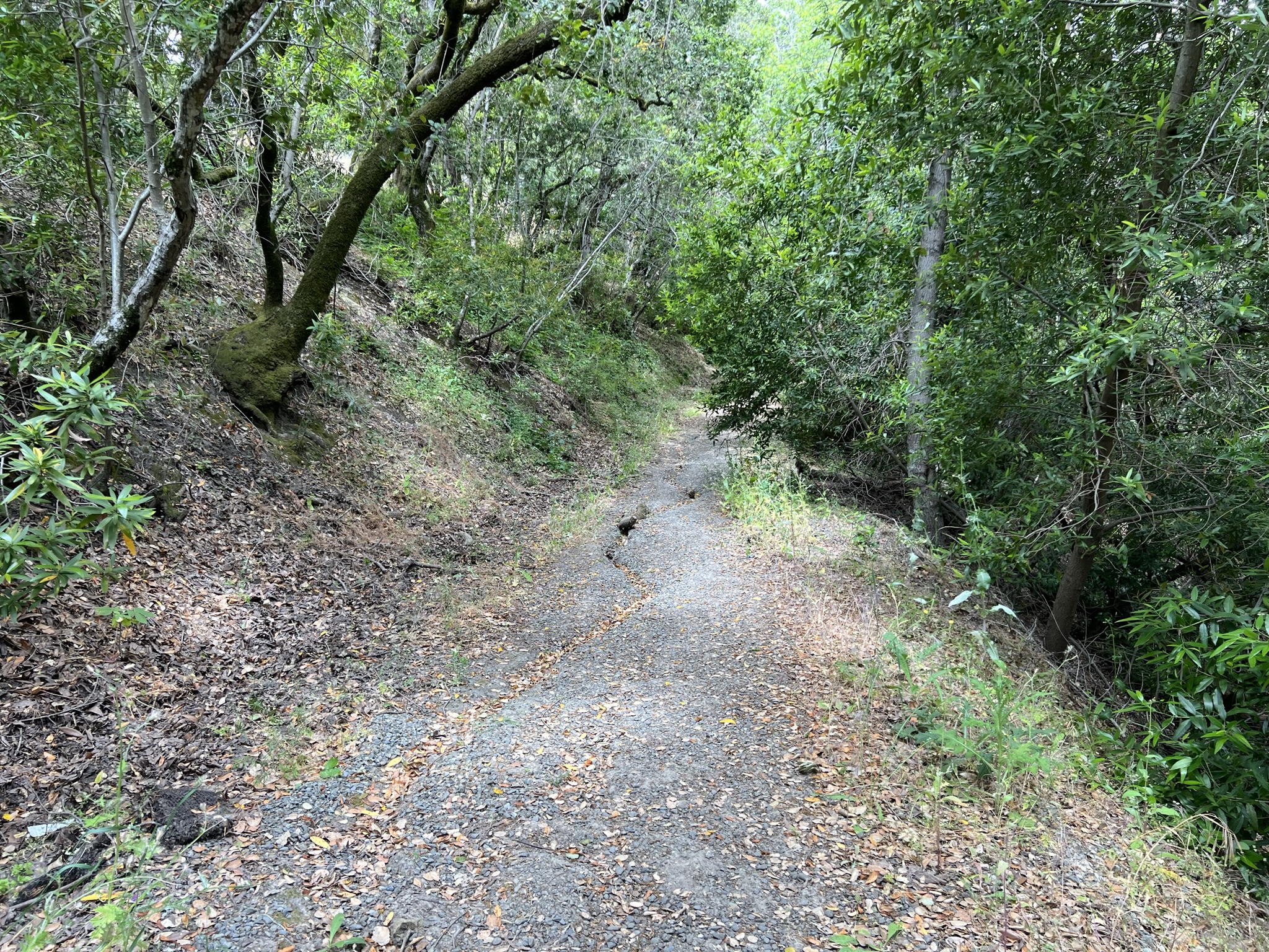 这一侧的步道也没有修缮