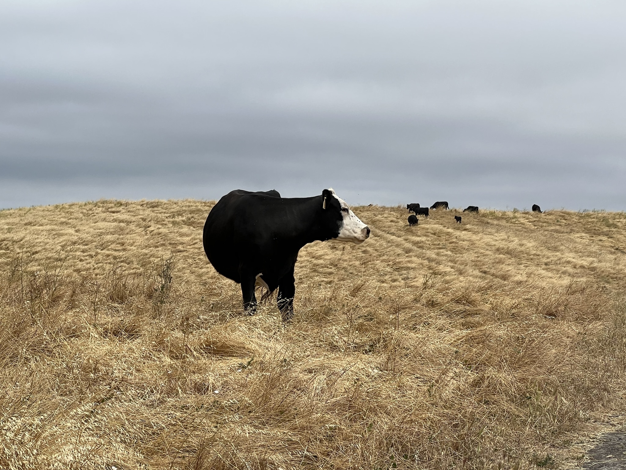 牛的脸上都是苍蝇