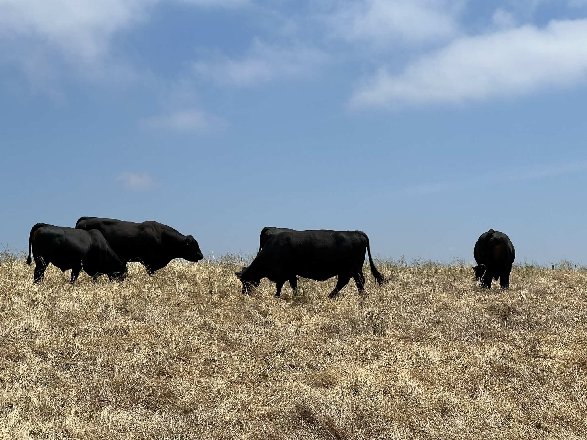 原来胖的牛也是没有脖子的