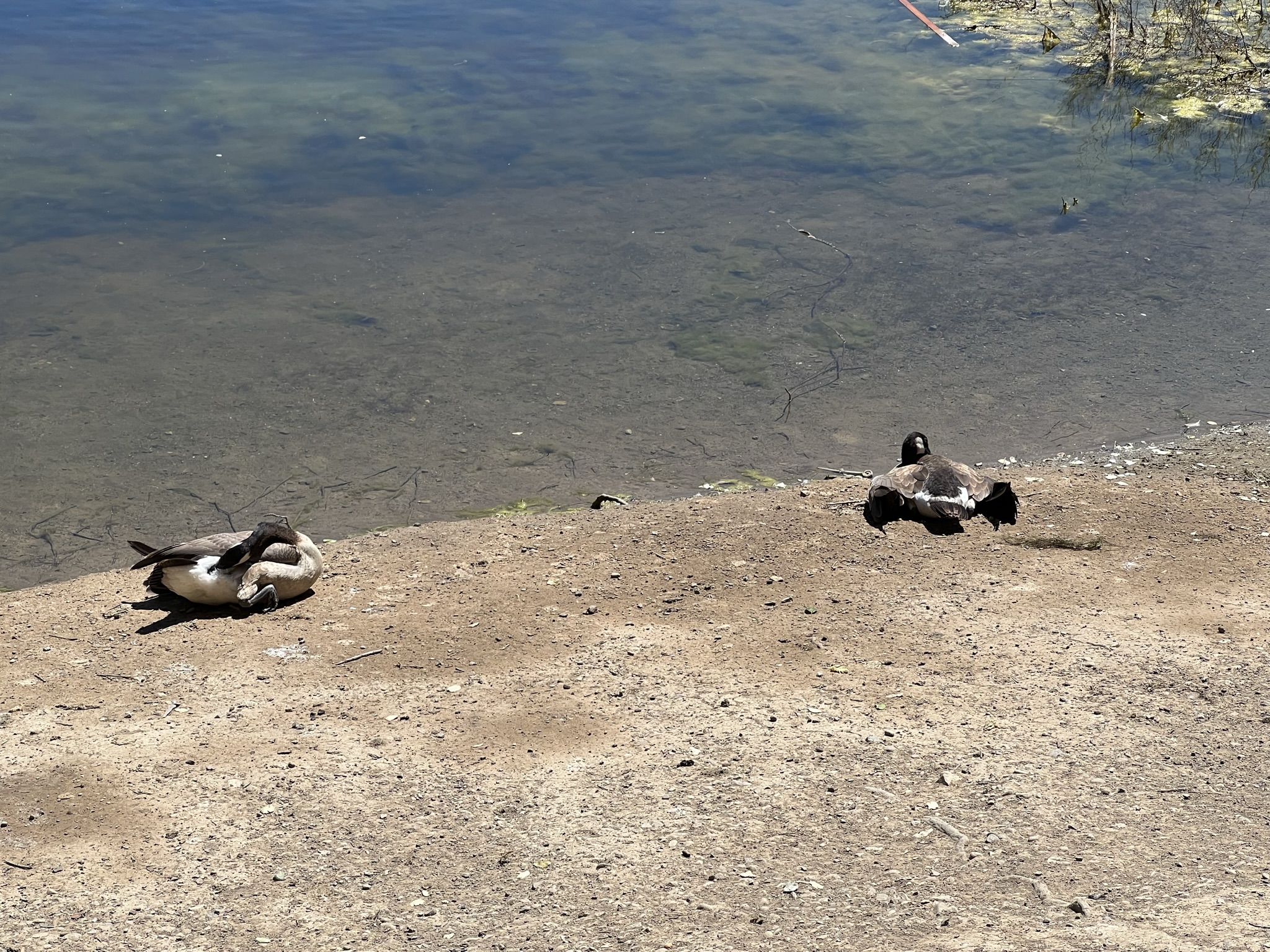躺平的加拿大鹅