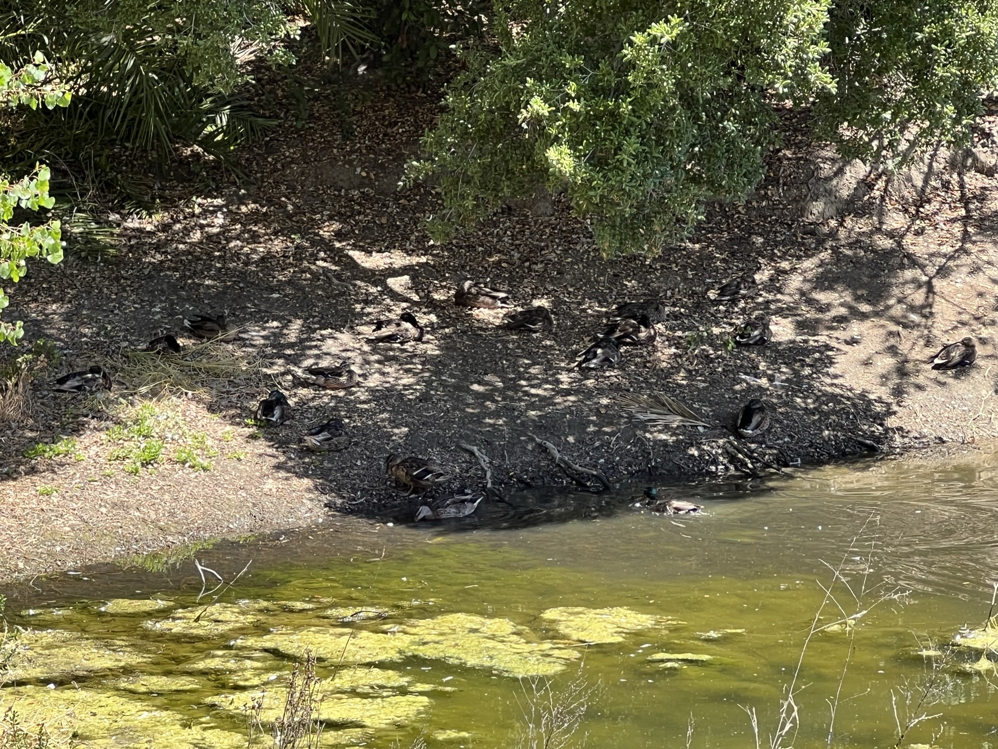 湖对面也是一群鸭子