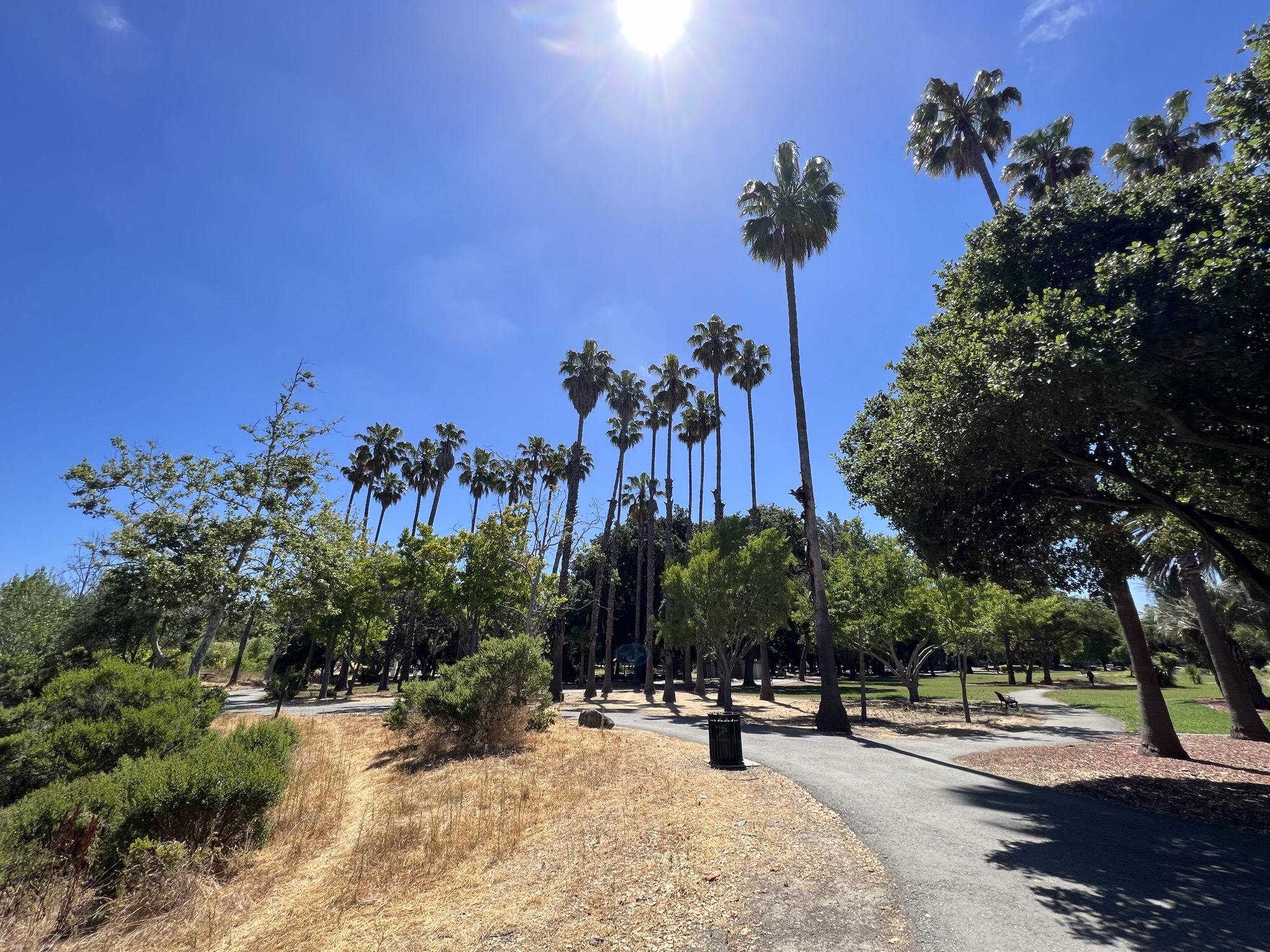 公园里的棕榈树