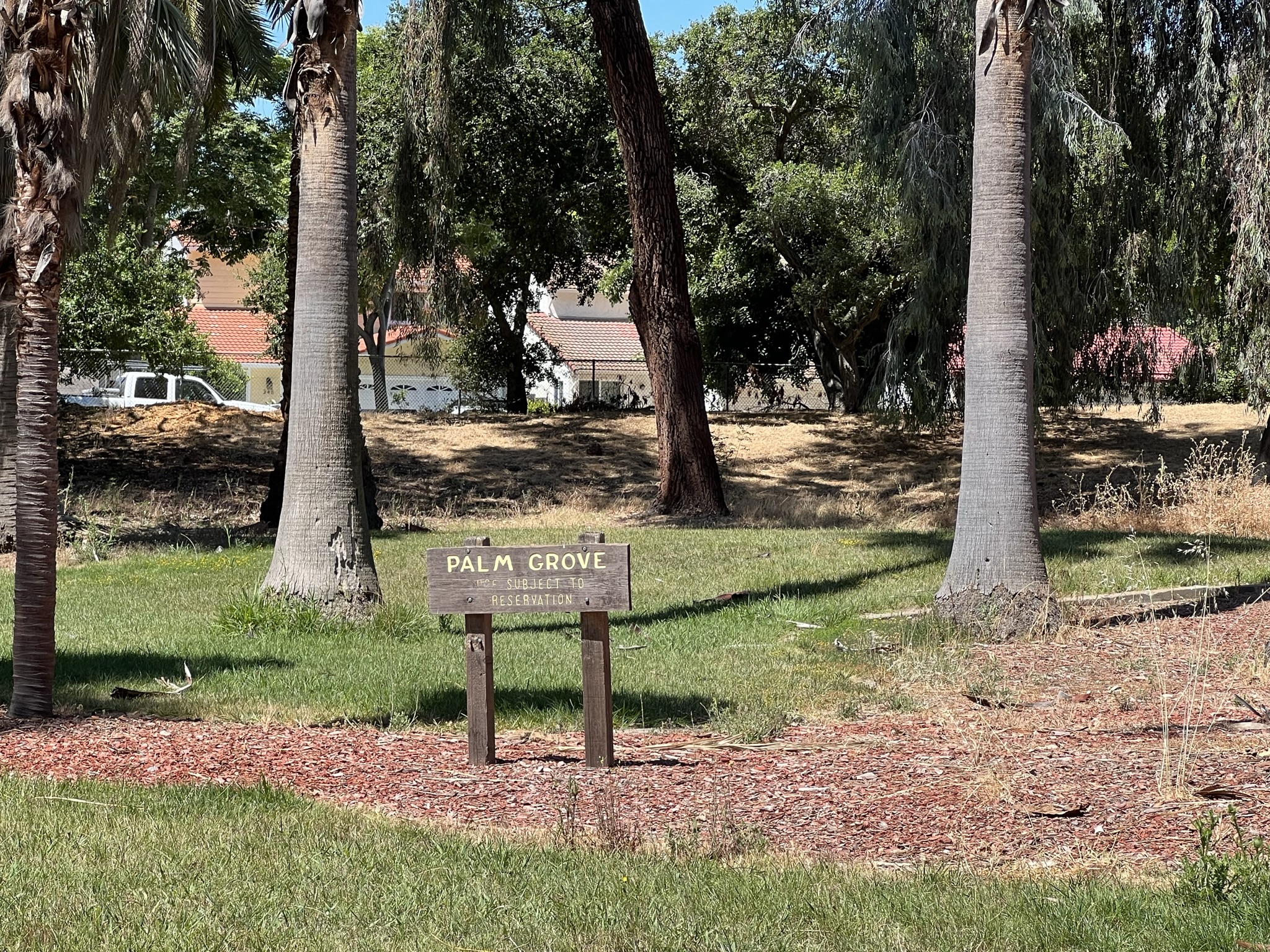 公园里的棕榈树