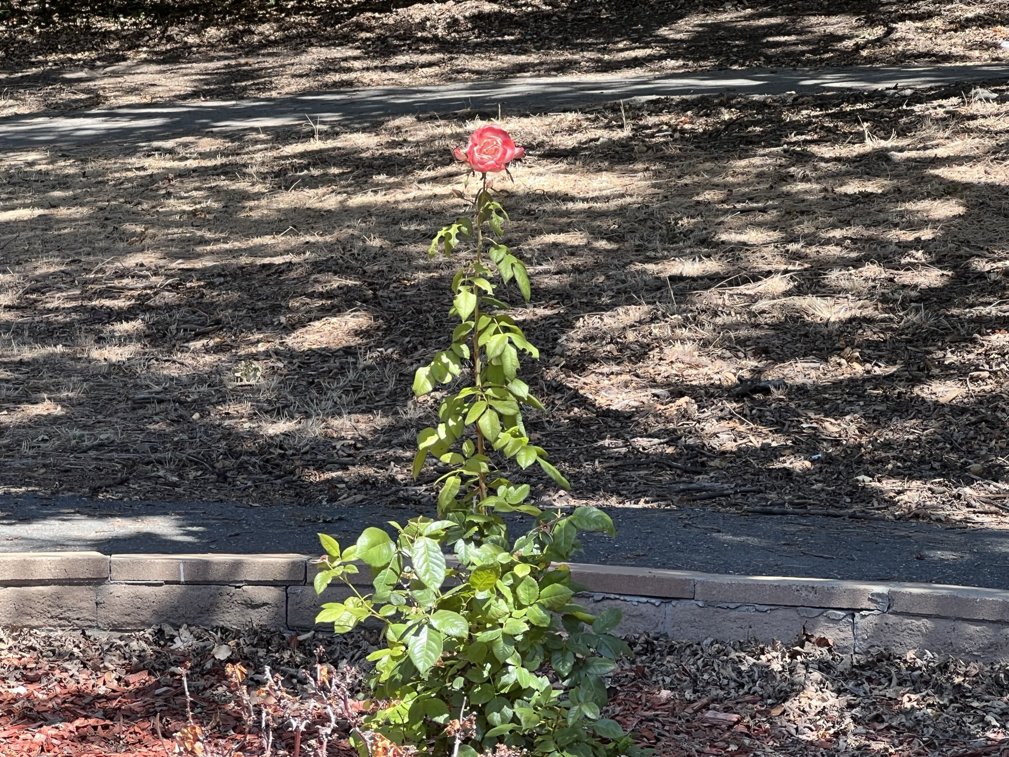 剩的唯一一朵花