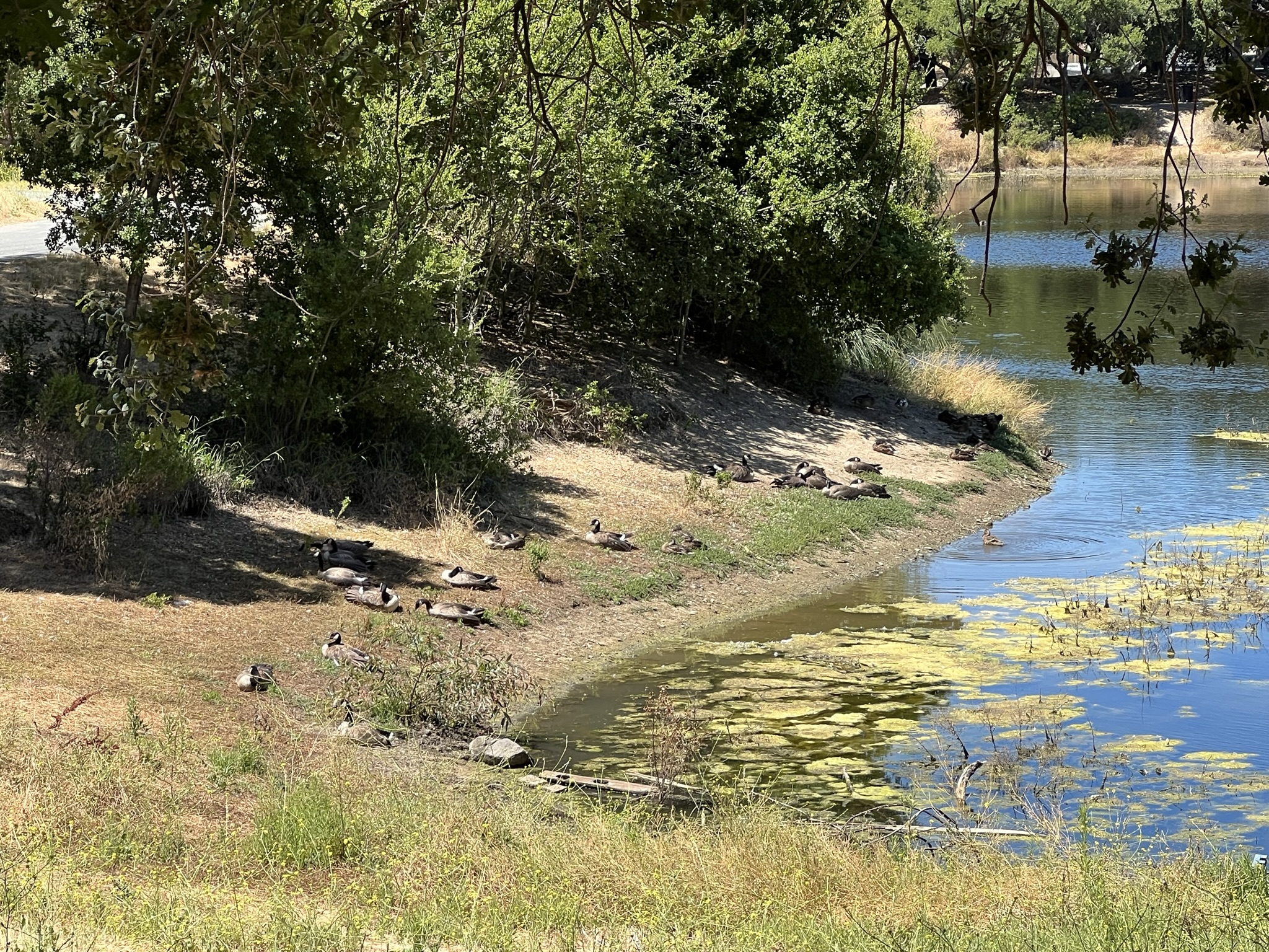 湖边休息的加拿大鹅