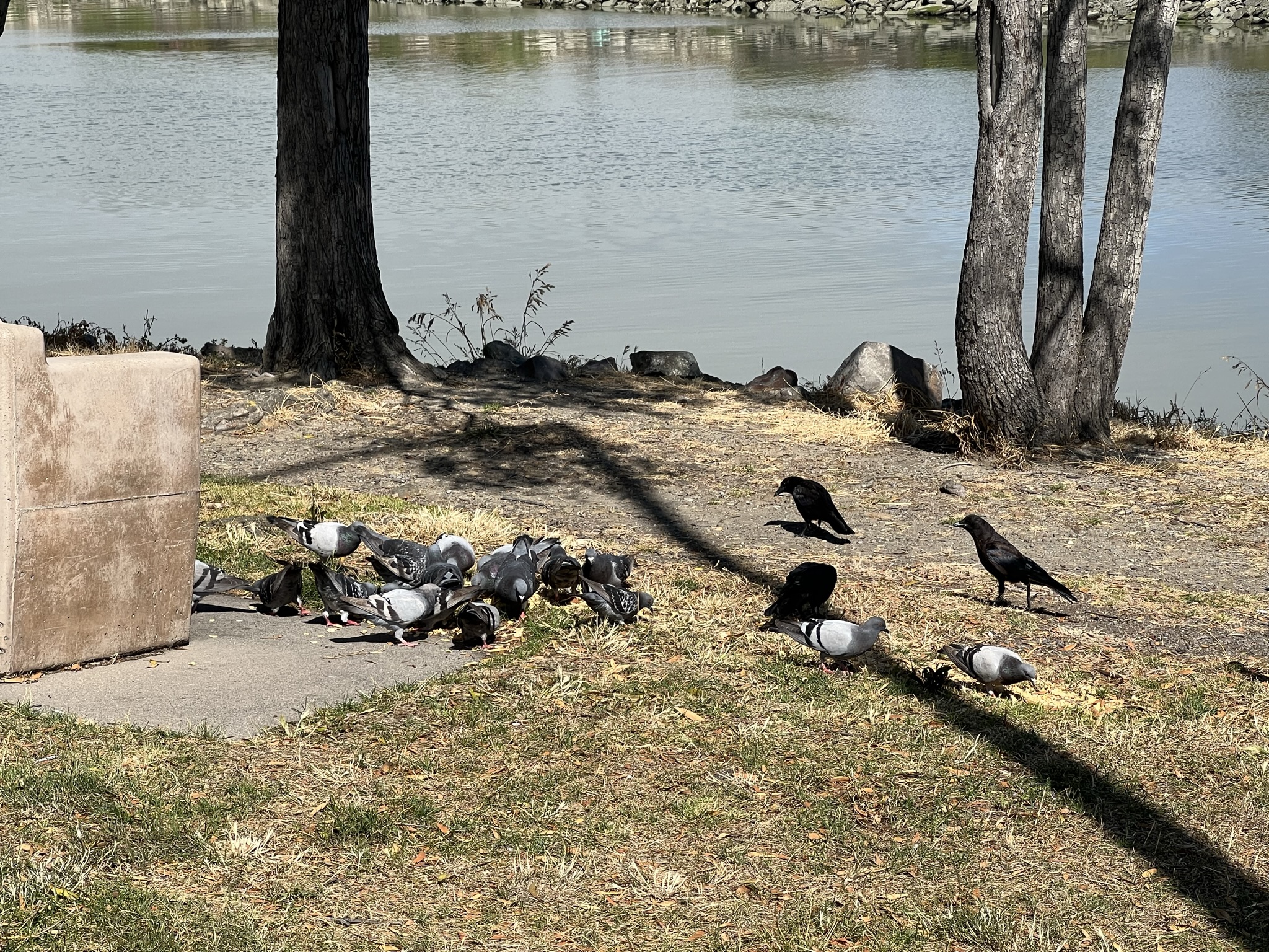 鸽子团结起来不让乌鸦吃饭