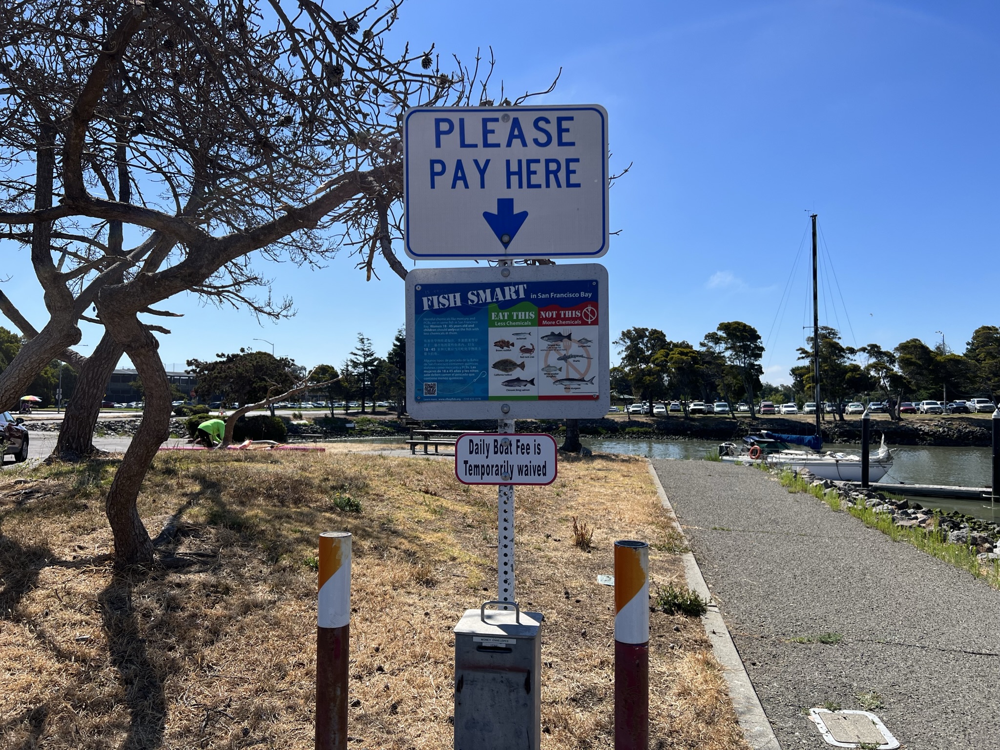 在湾区的水域里，有些鱼因为毒素堆积不适宜实用