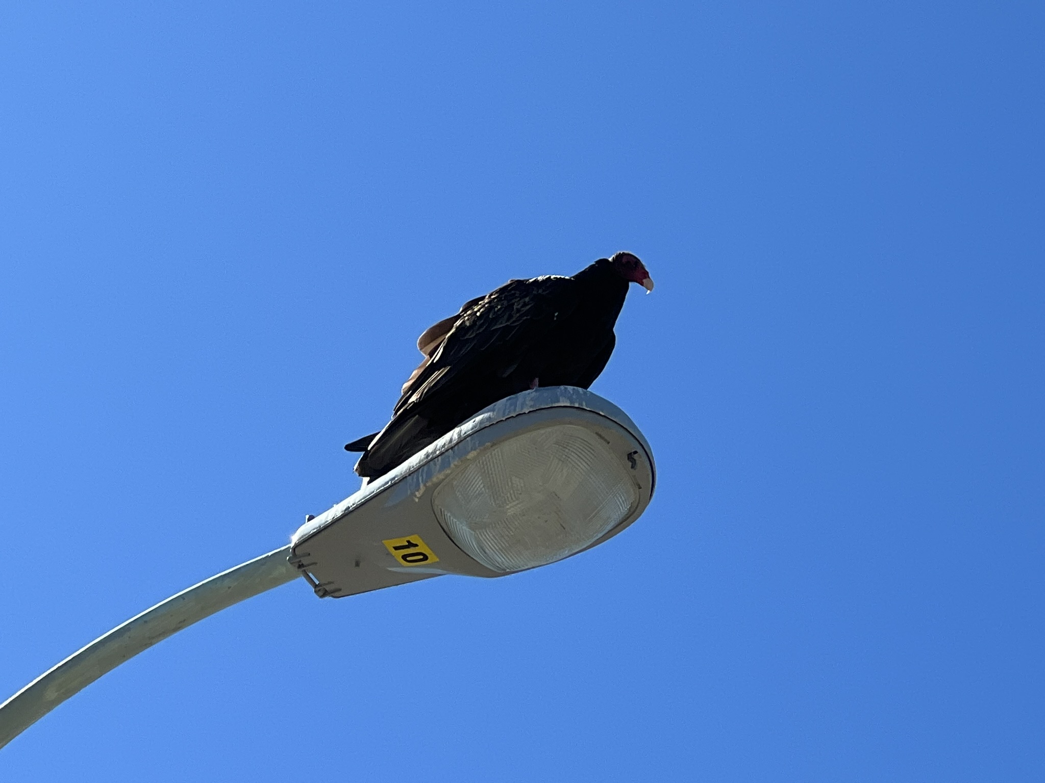 秃鹰很怕人，飞到电灯上了