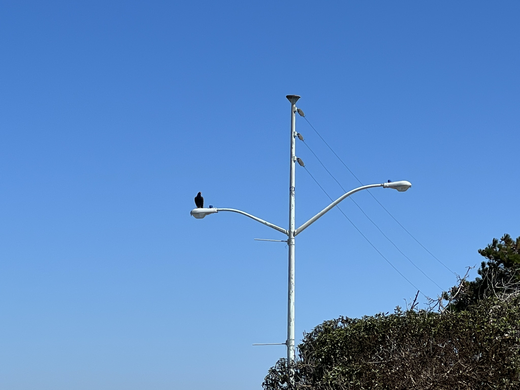 秃鹰很怕人，飞到电灯上了