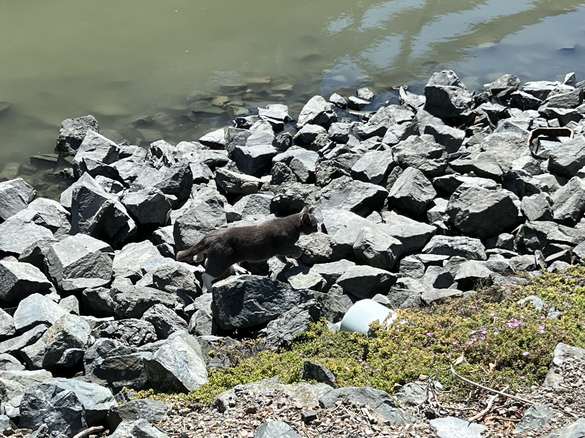 我去，居然跑过去一个猫