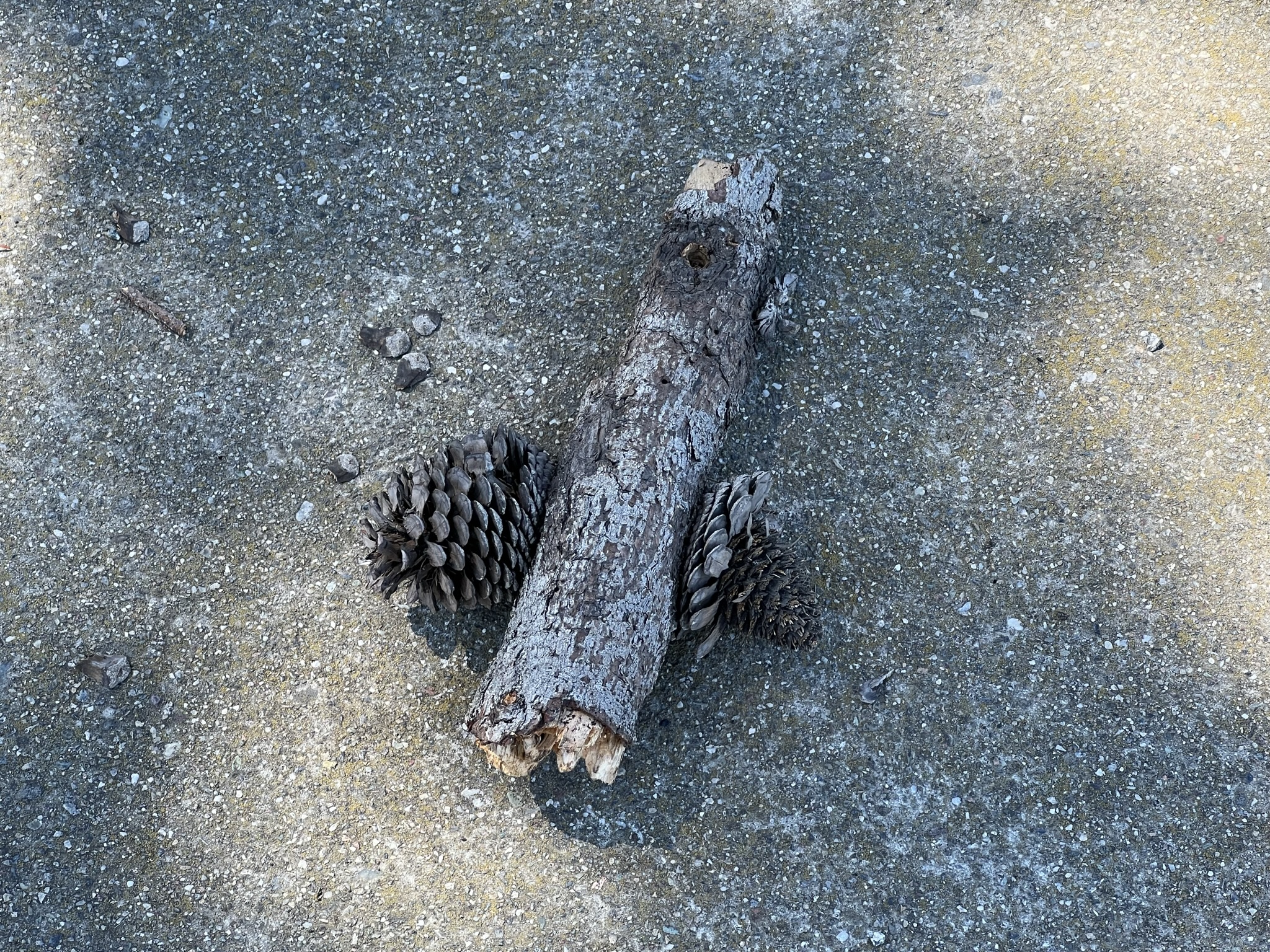 这个树枝上长了两个松果