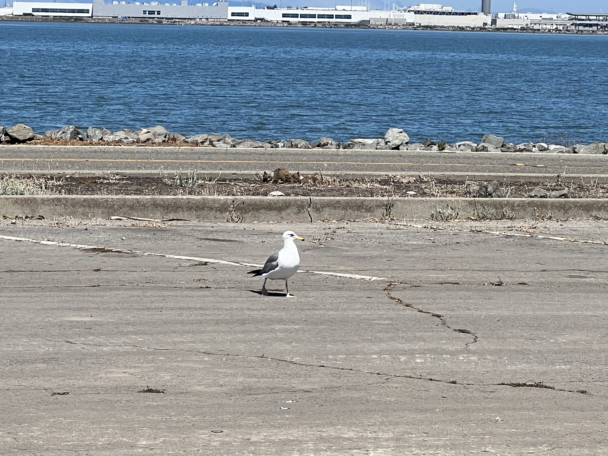 六亲不认的步伐