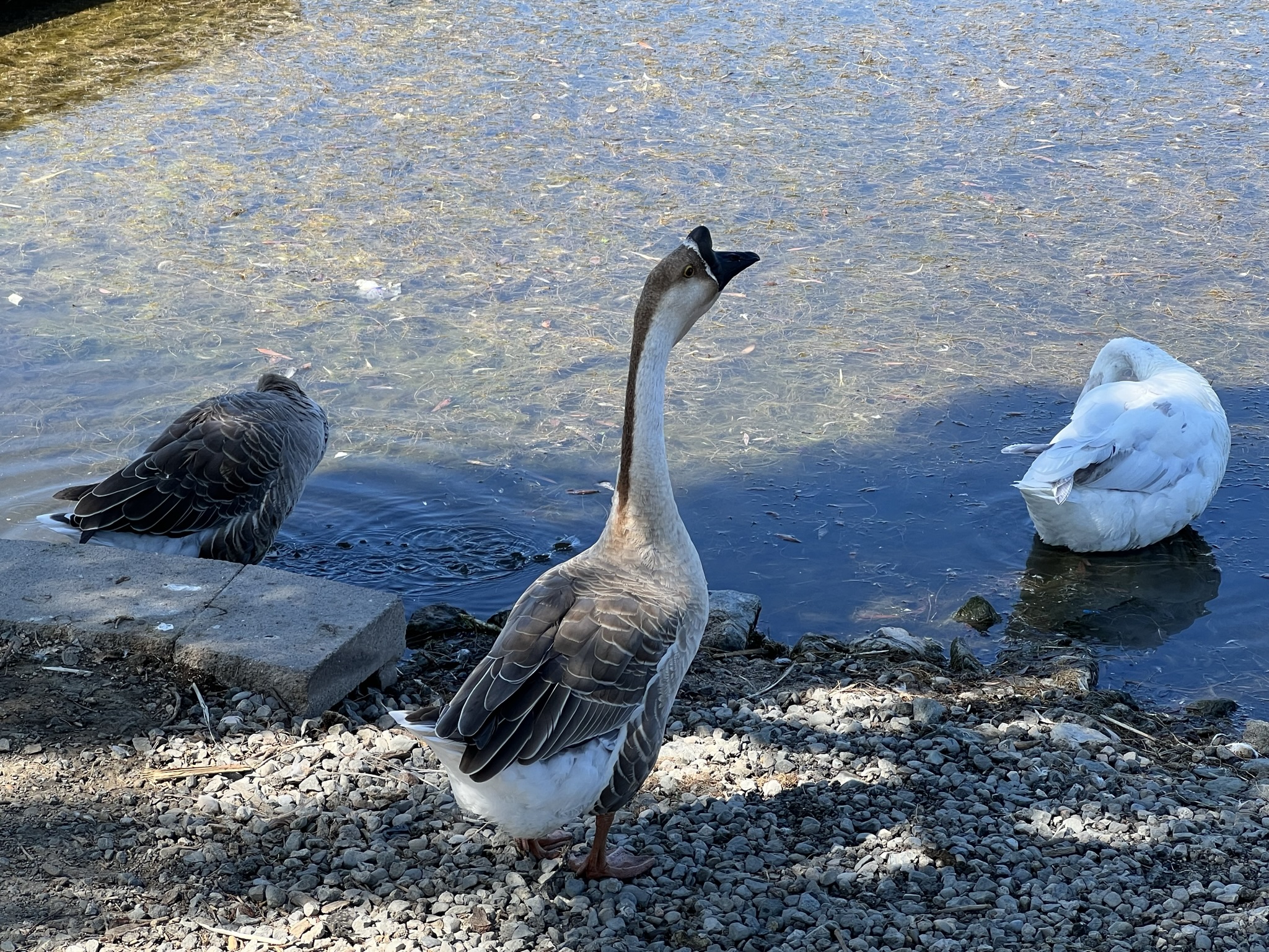 好像都是这个大鹅的后宫