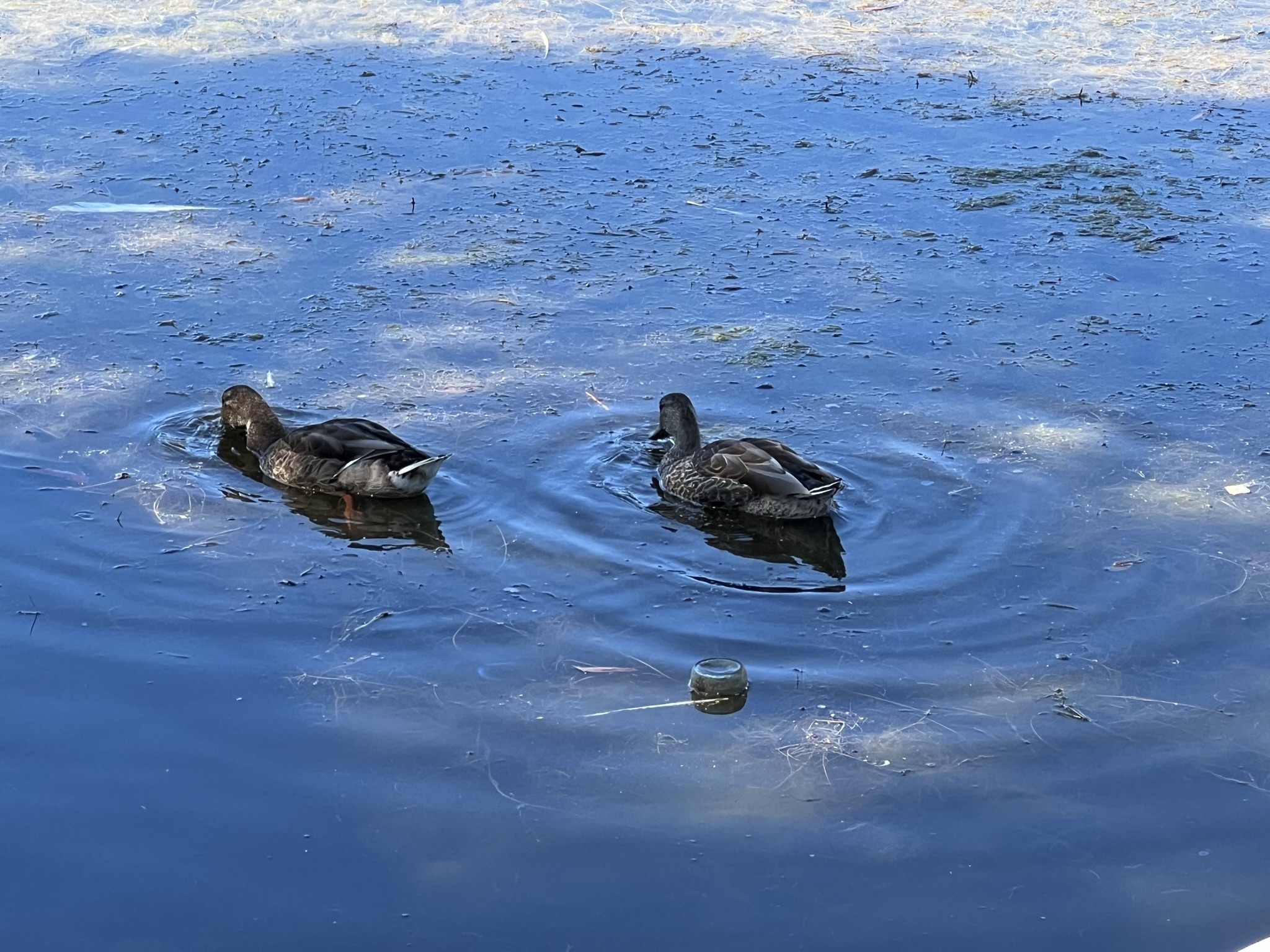 鸭子在泥里翻东西吃
