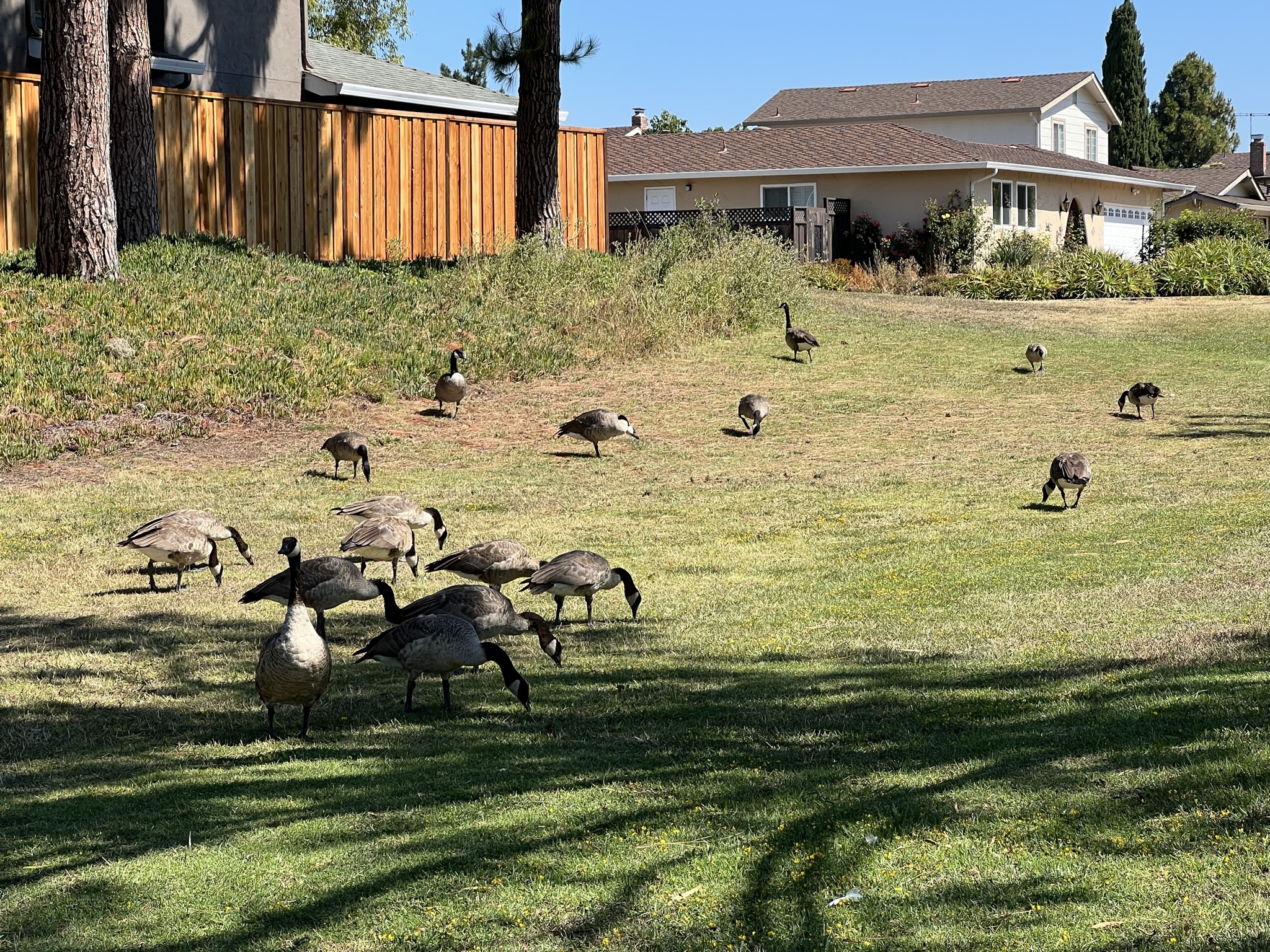 加拿大鹅群吃草