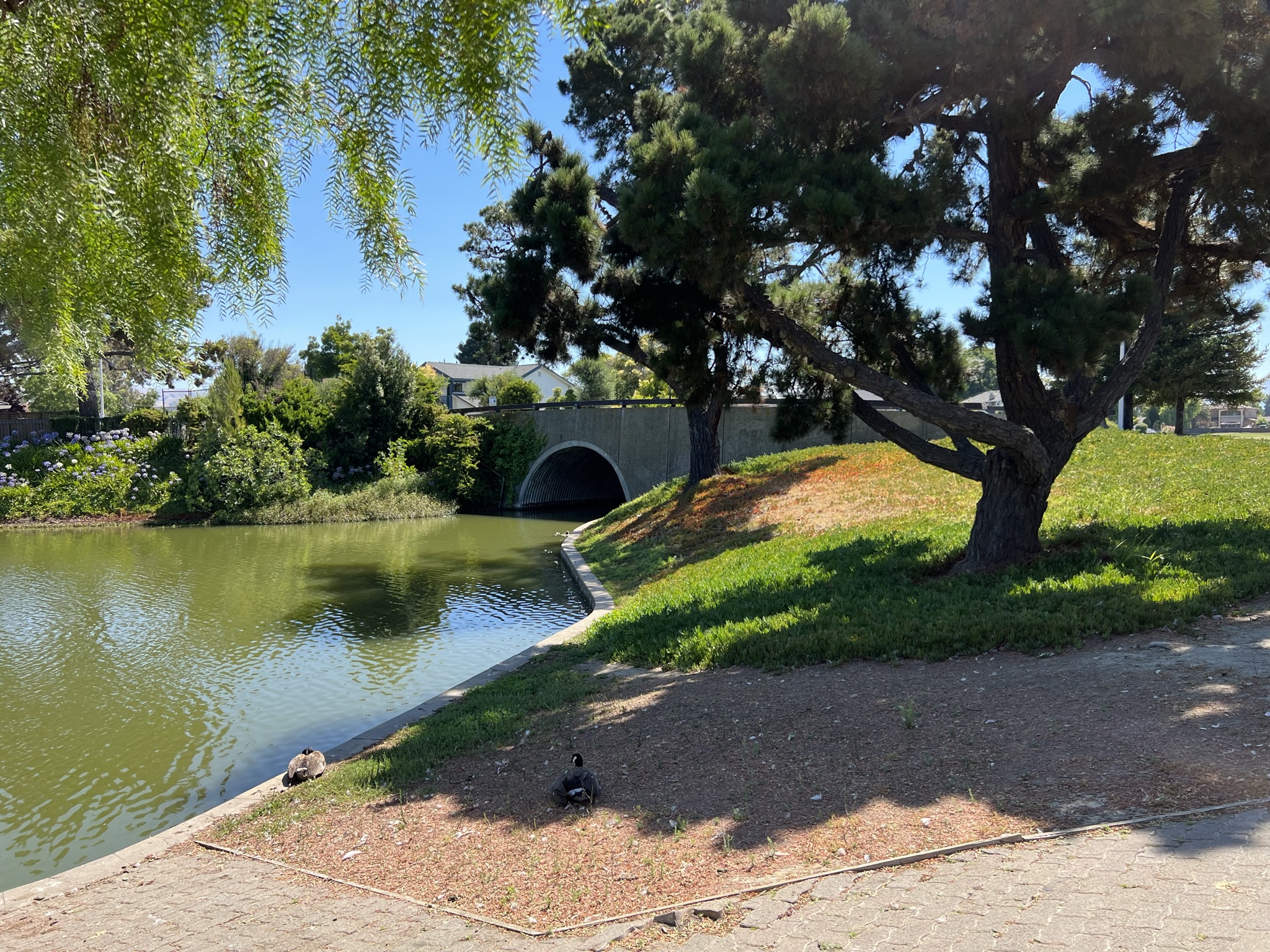 通向湖心小区的桥