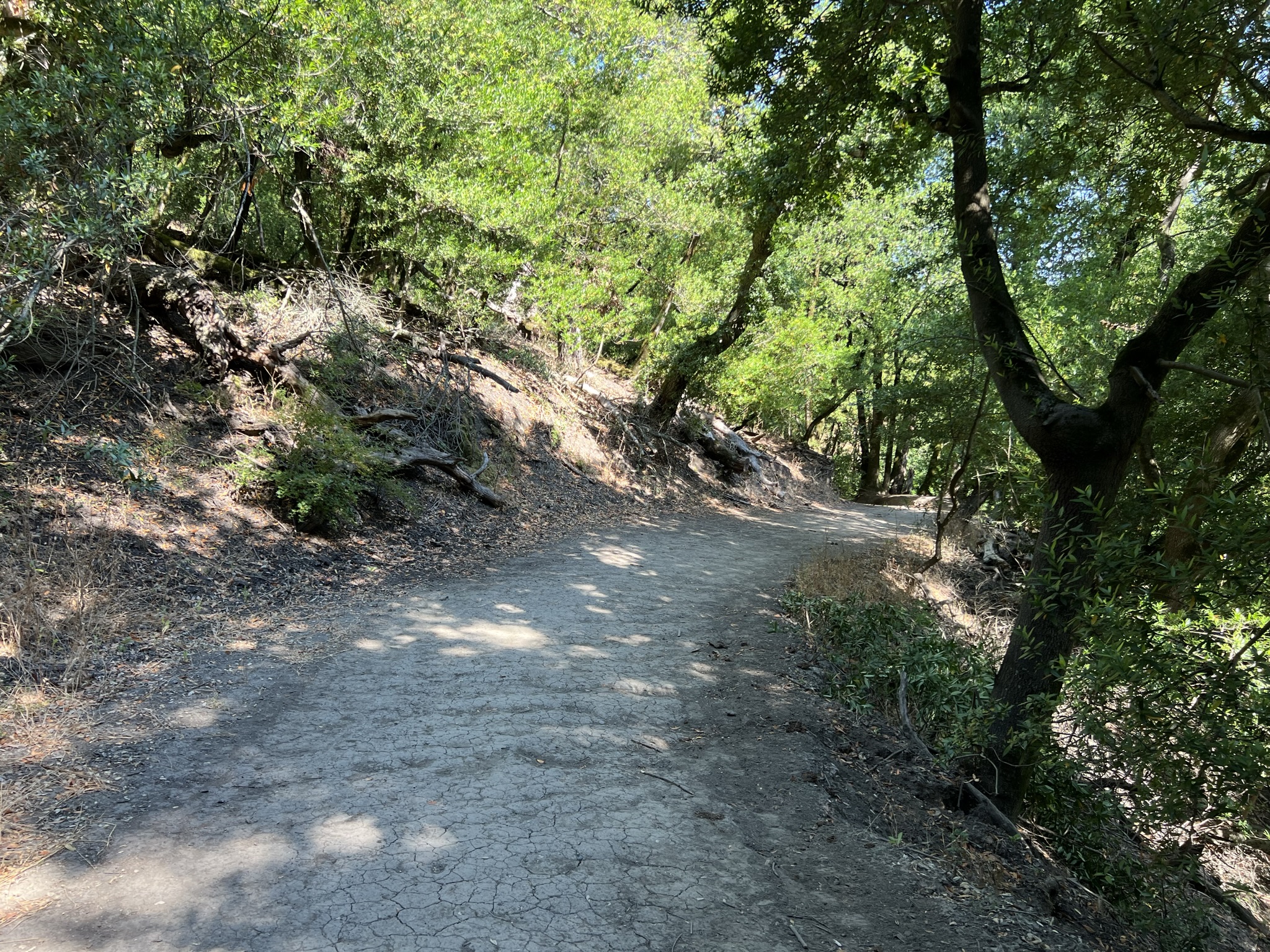 终于有点树荫了