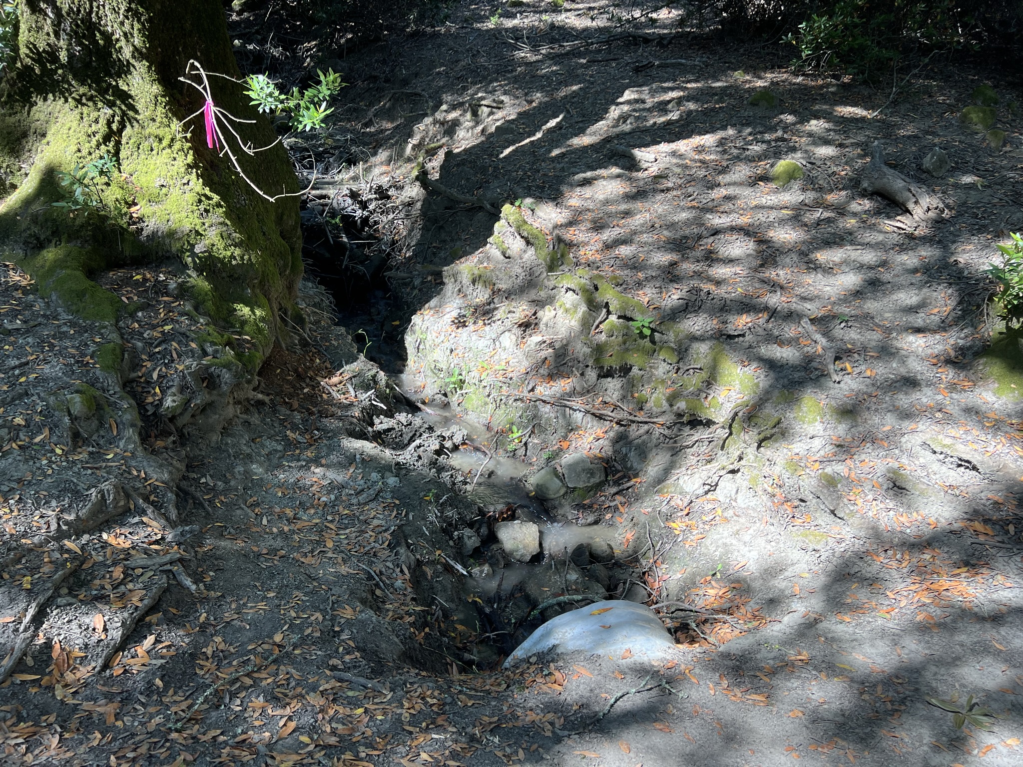 难得夏天还有点水