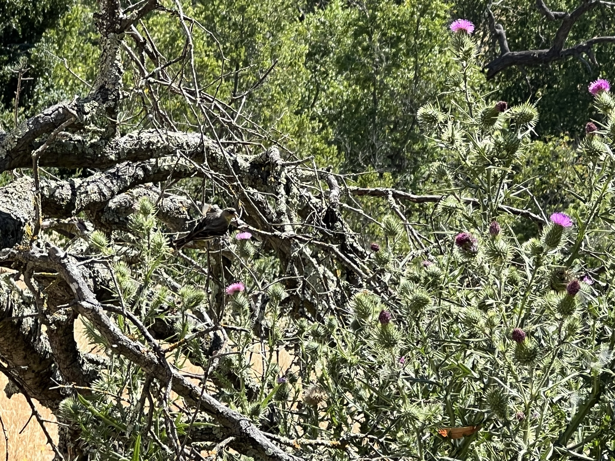 这个鸟好像在花里找吃的