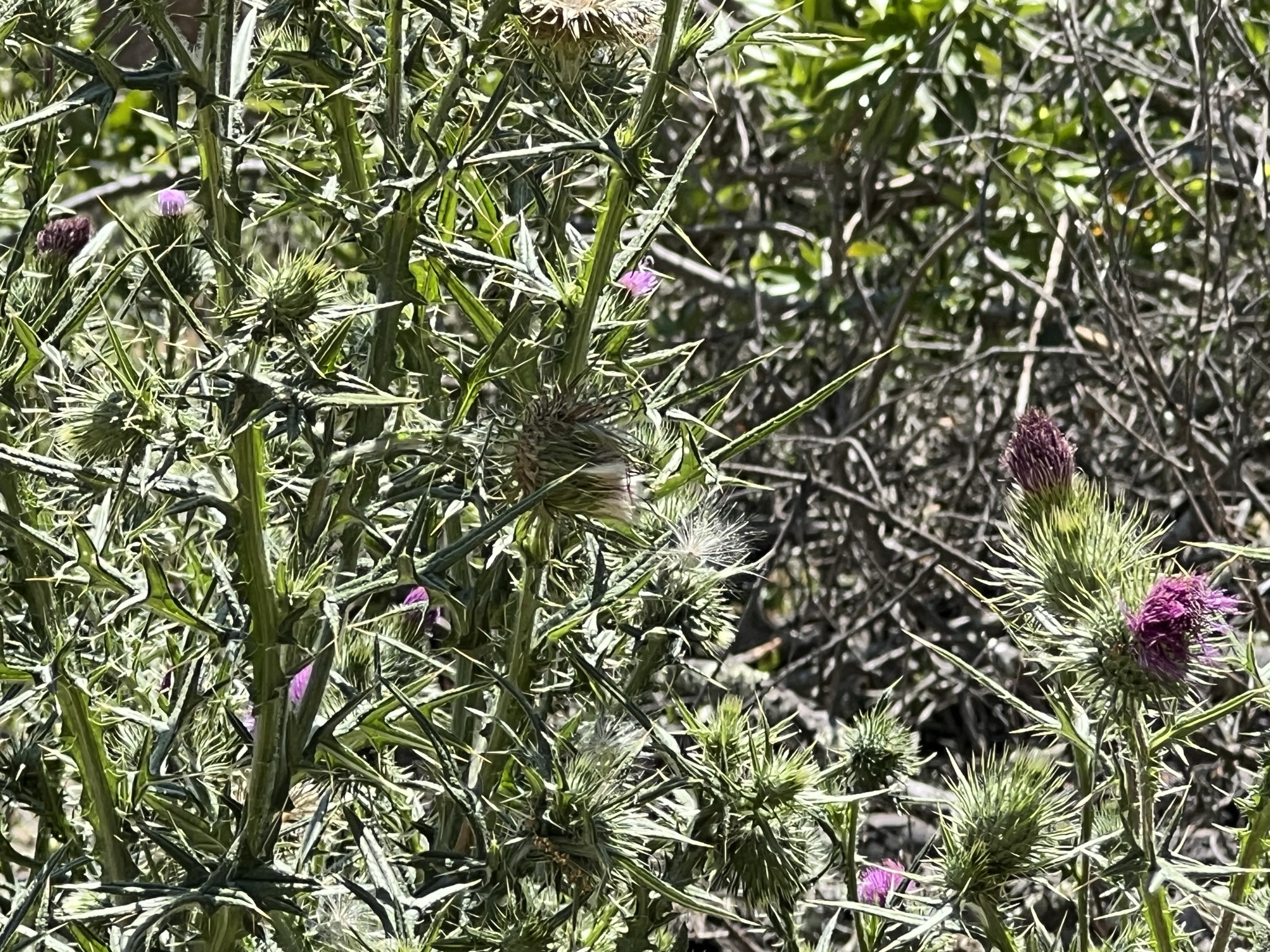 鸟刚才就在弄这朵花