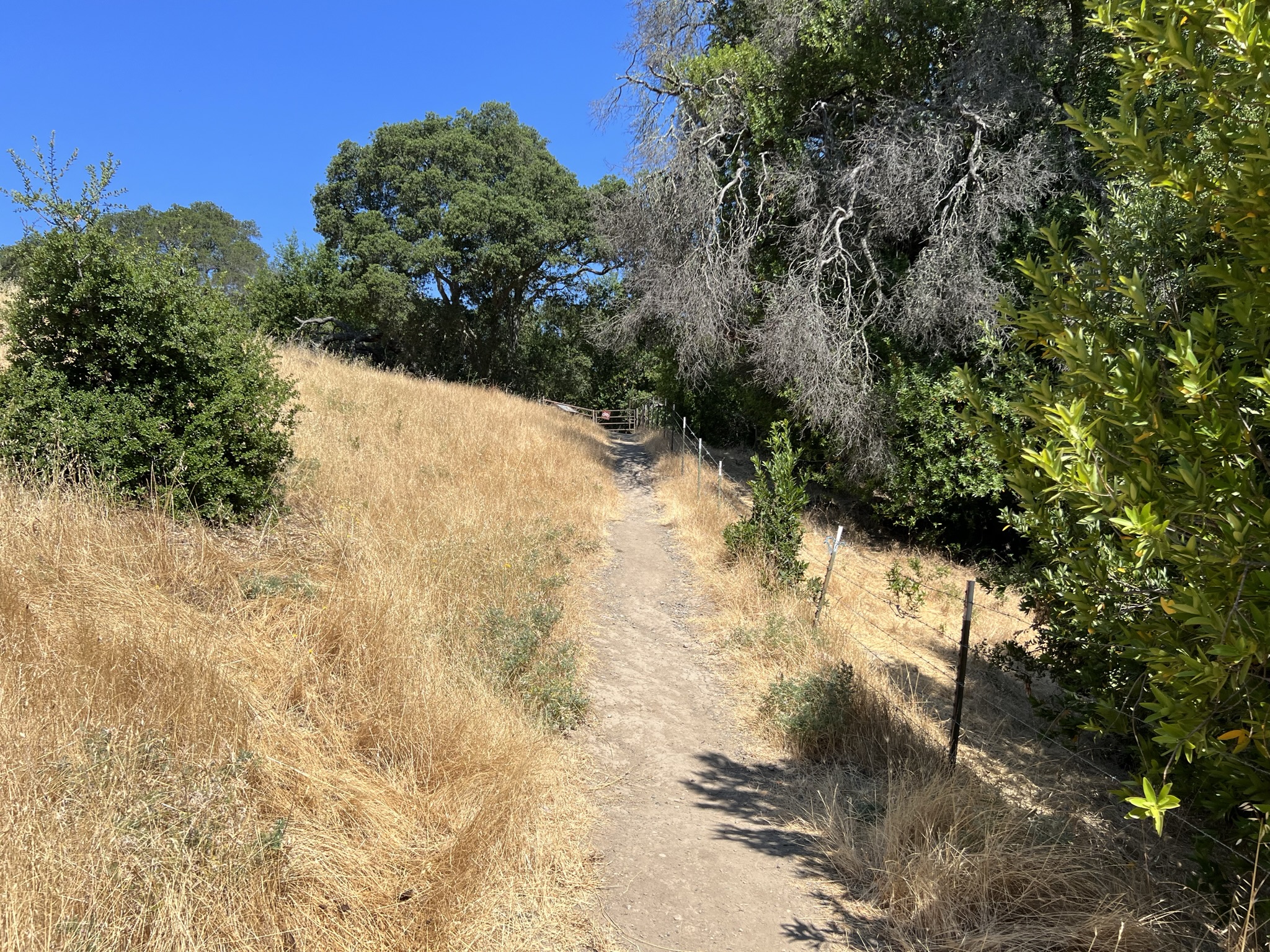 重新上 Bollinger Creek Loop Trail