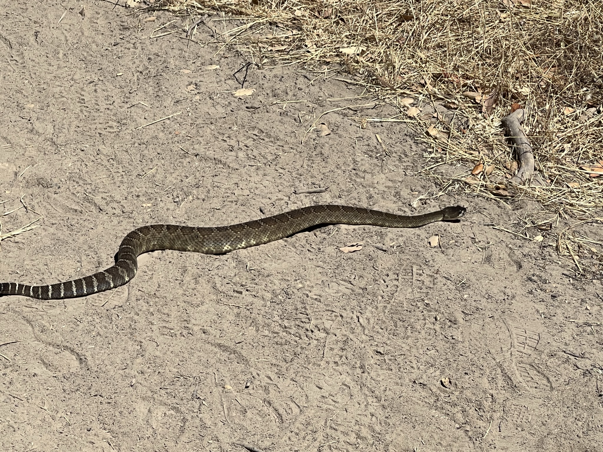 突然看到一条剧毒的响尾蛇，吓了一跳