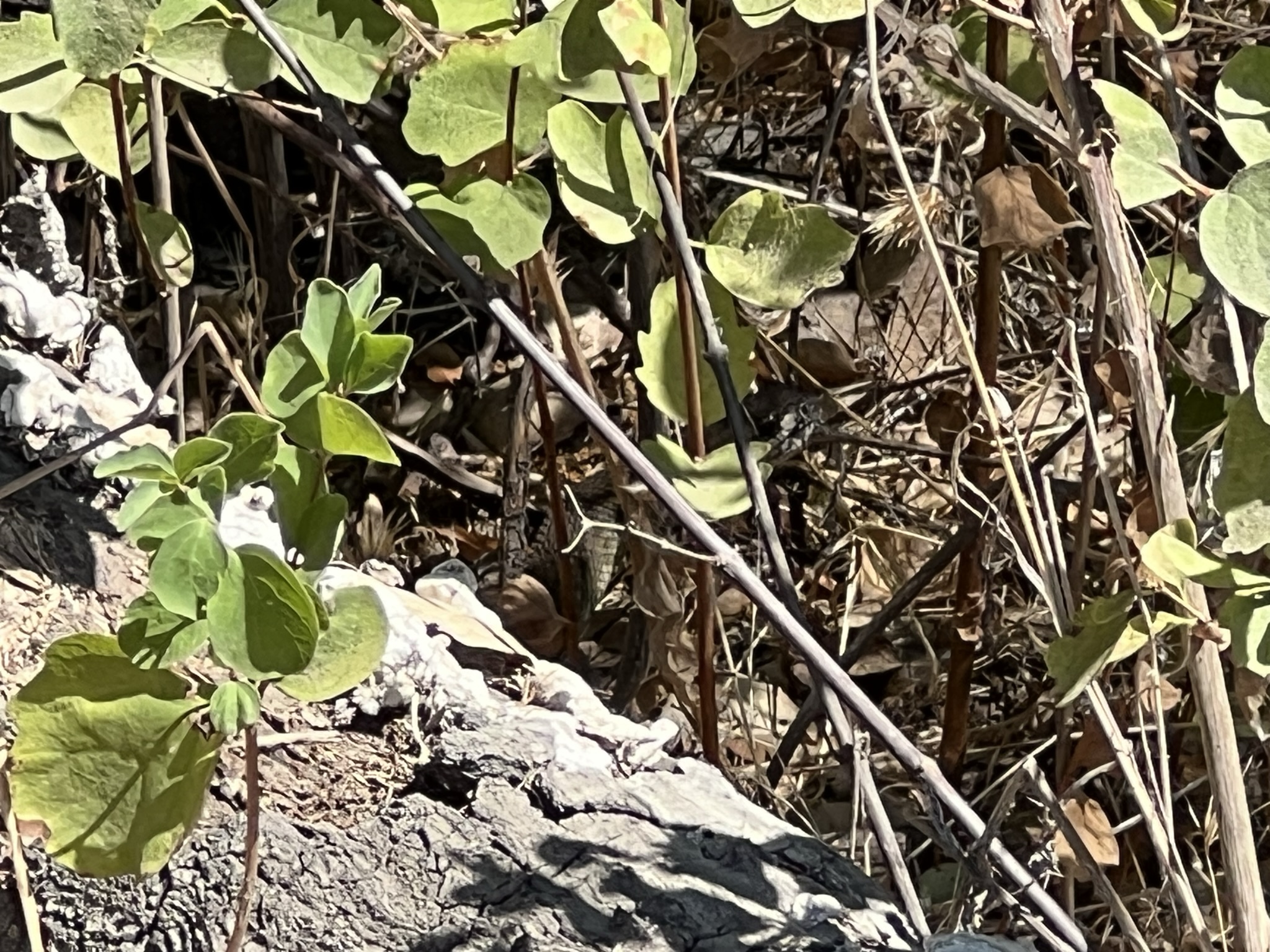 响尾蛇在草丛里也一直看着我