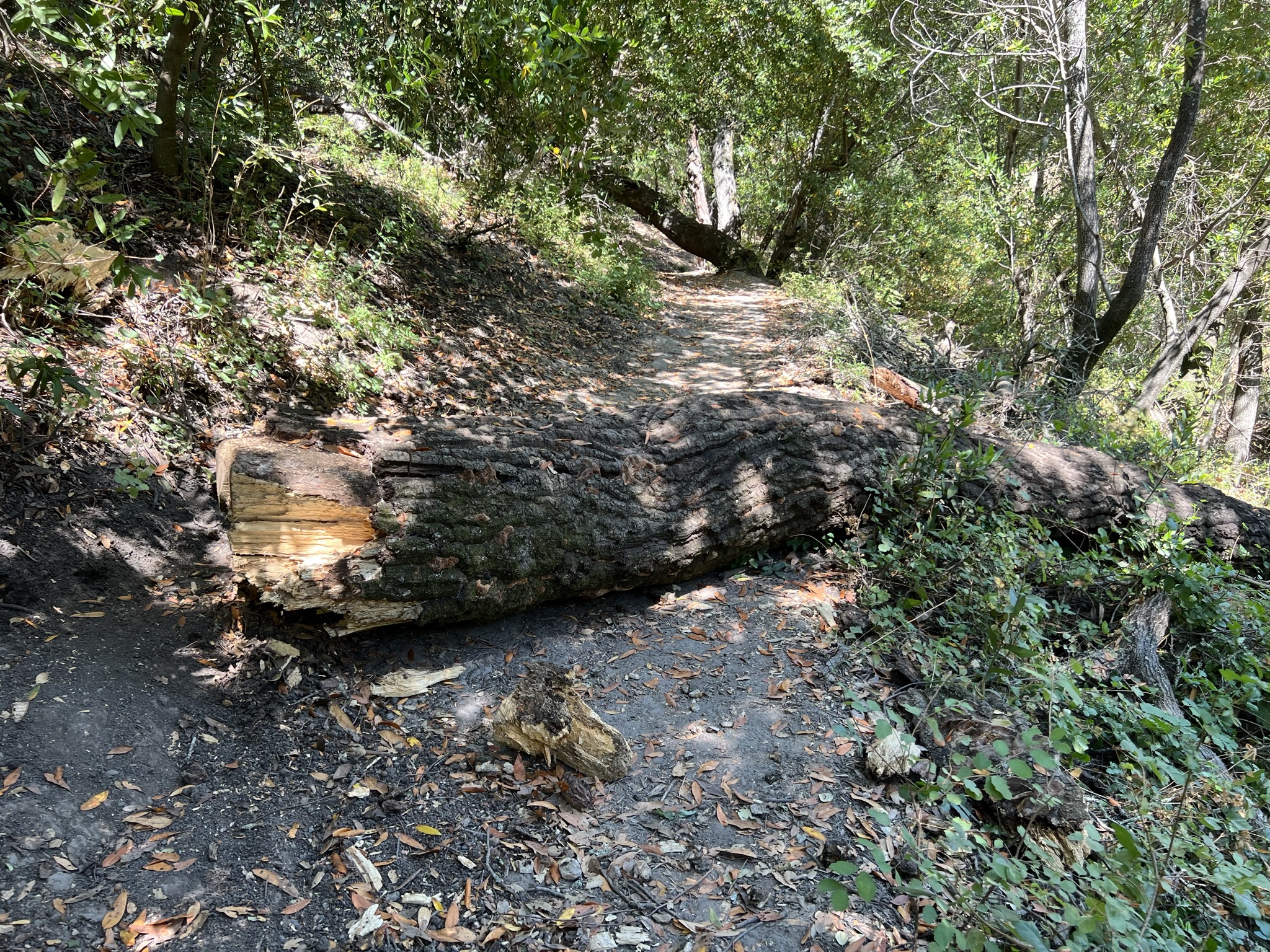 倒下的树拦住了去路