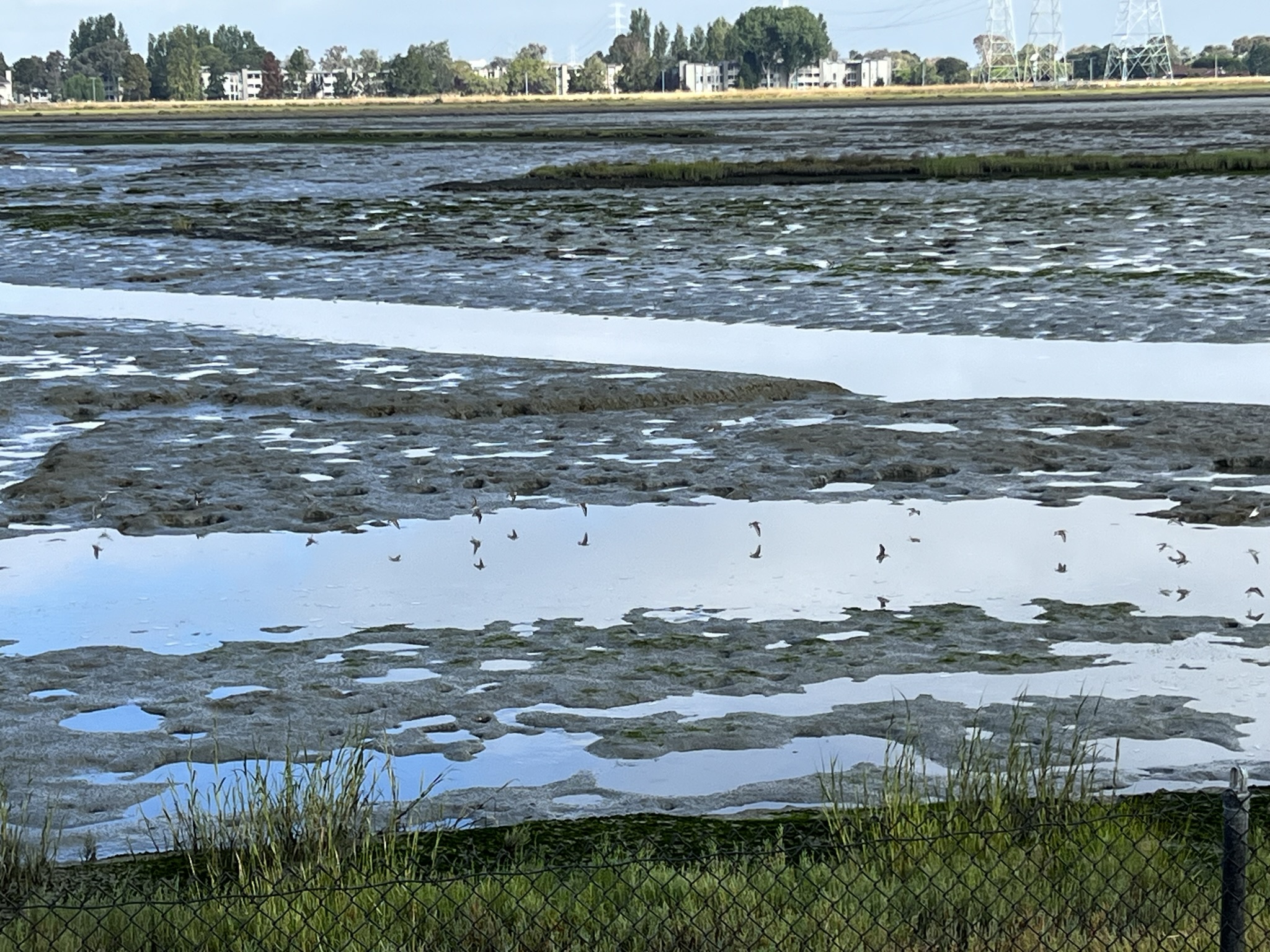 湿地上飞过的水鸟