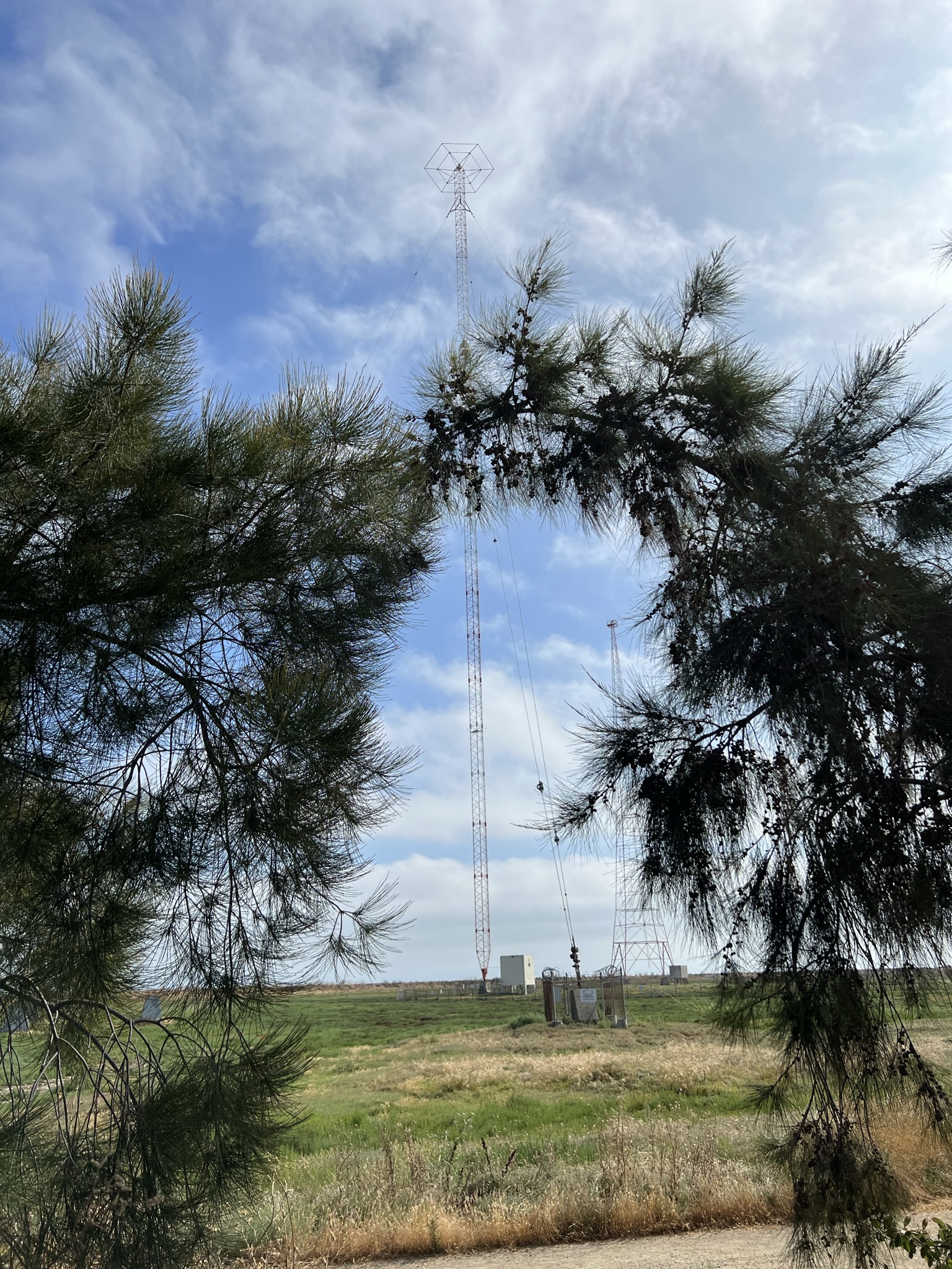 这么高的东西是什么？