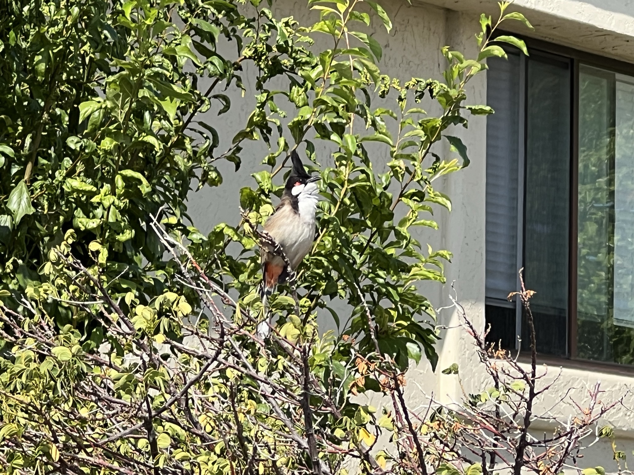 这个鸟的叫声还挺好听