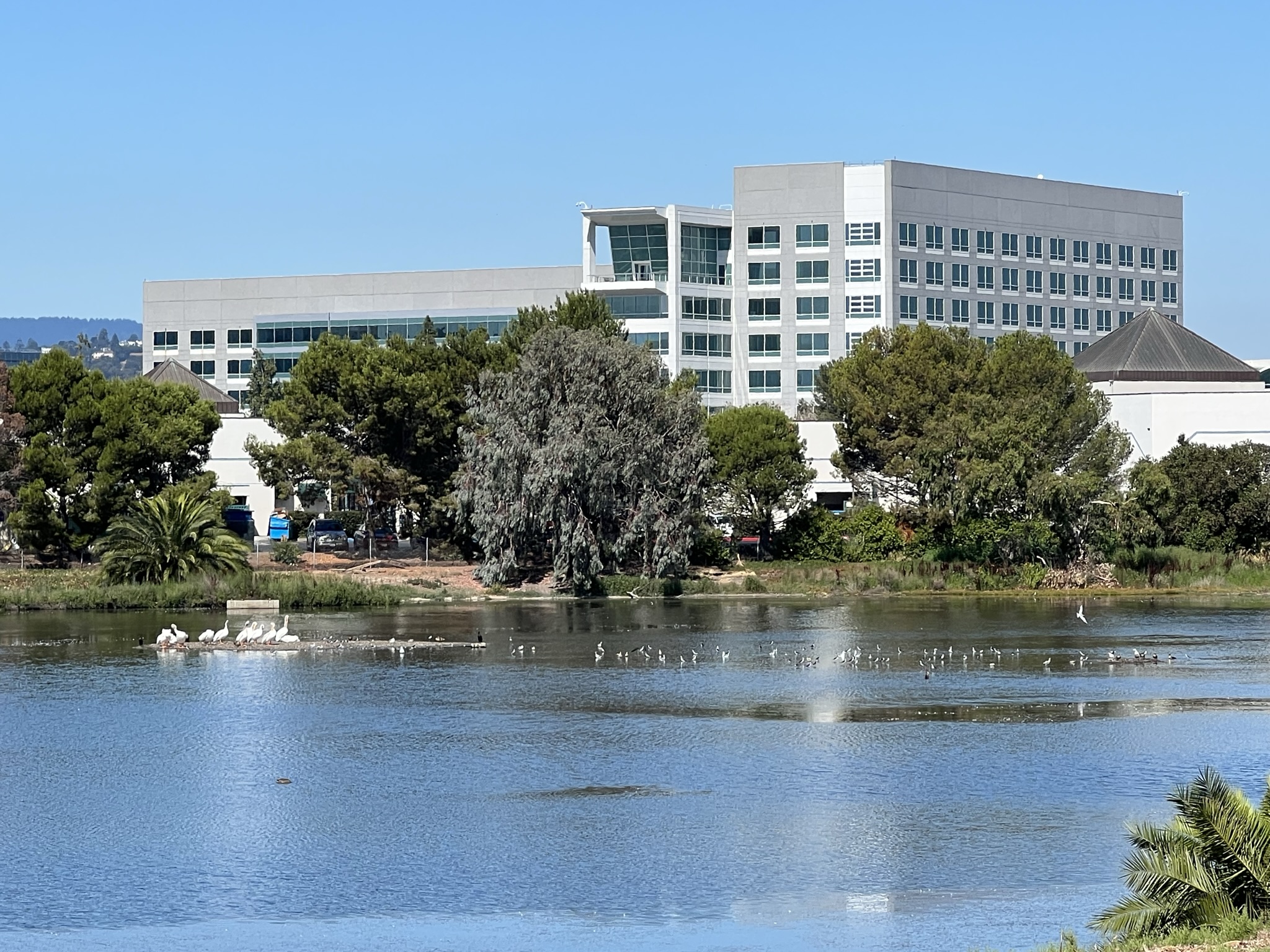 湖中休息的水鸟